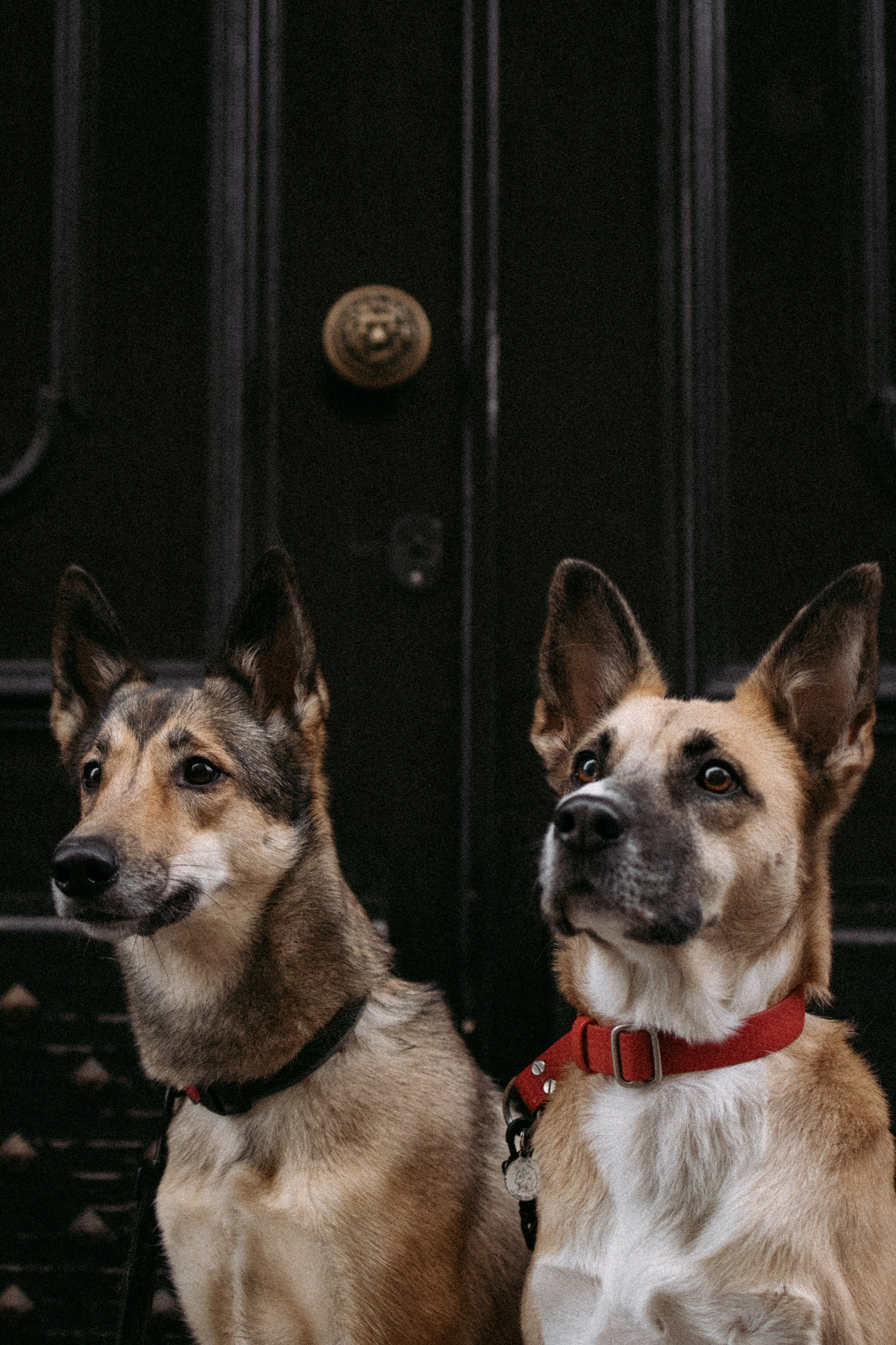 Саша, Ксюша и их банда. Фотораф — анималист Мария Шистка