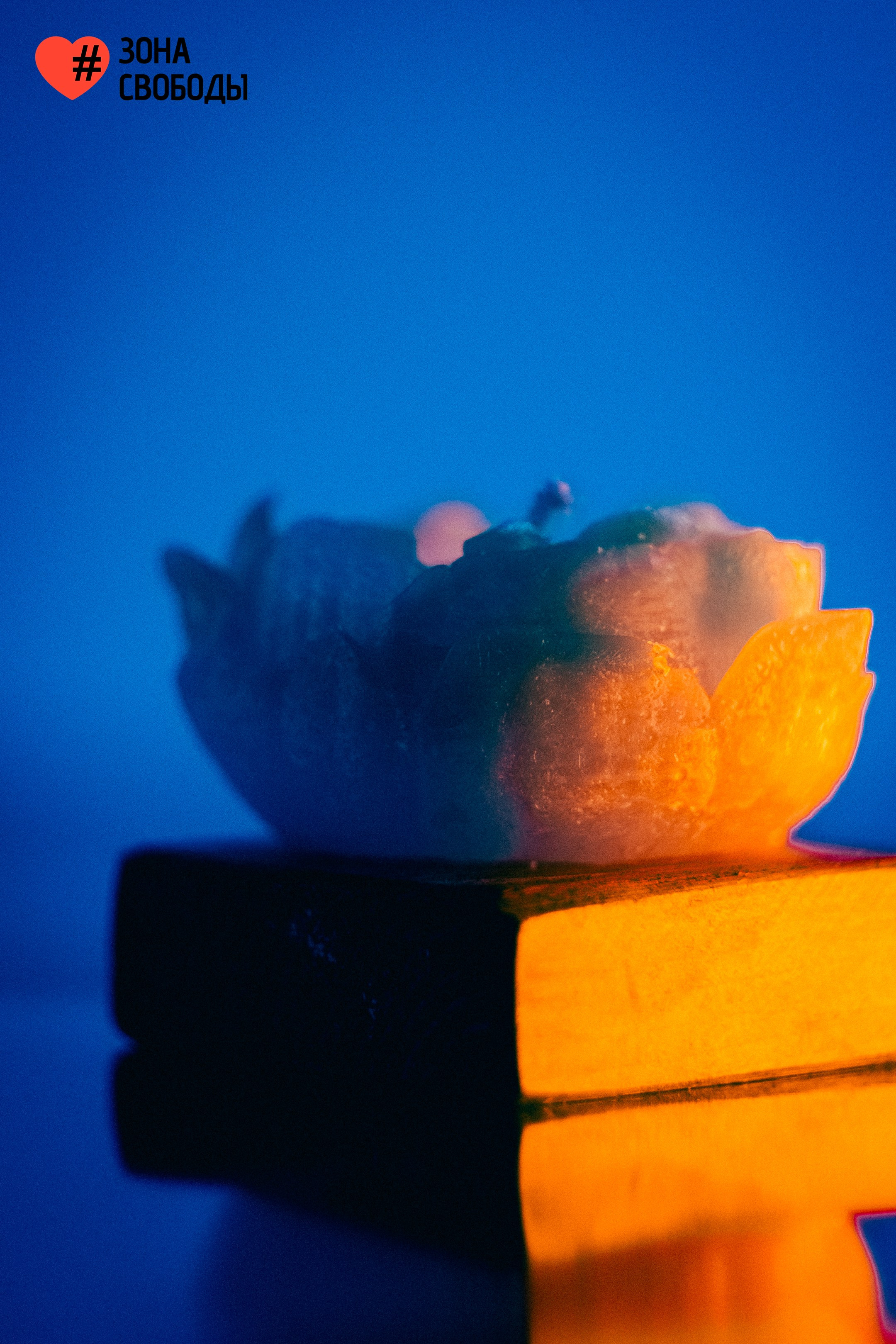 STILL LIFE. Photographer Zoya Smirnova