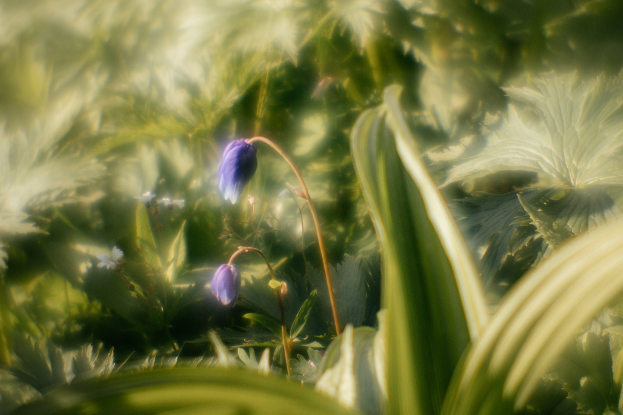 Ловец снов. Фотограф в Красноярске Оксана Корчагина