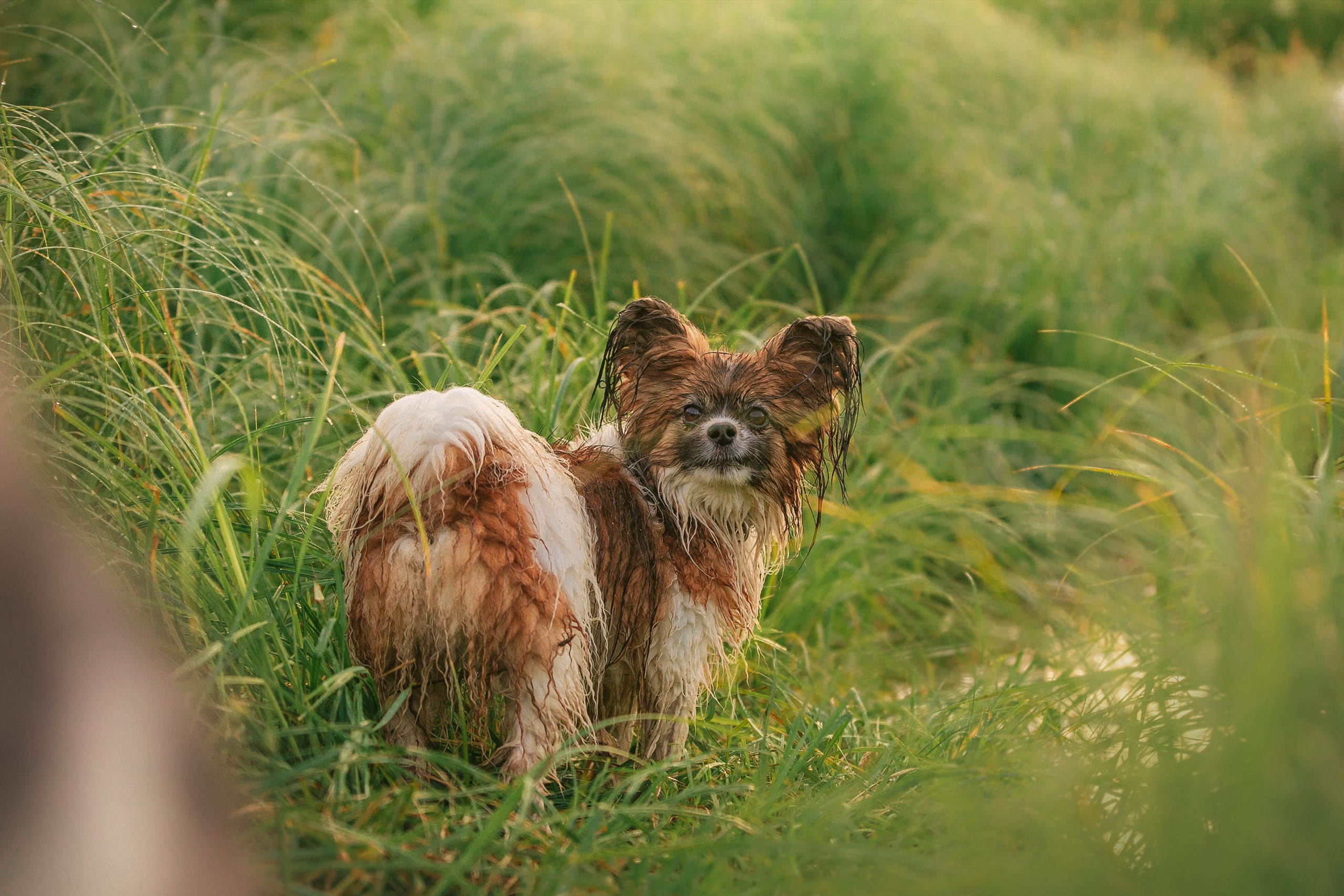 Таня и команда на рассвете. Фотограф анималист Кузнецова Анна Нижний Новгород