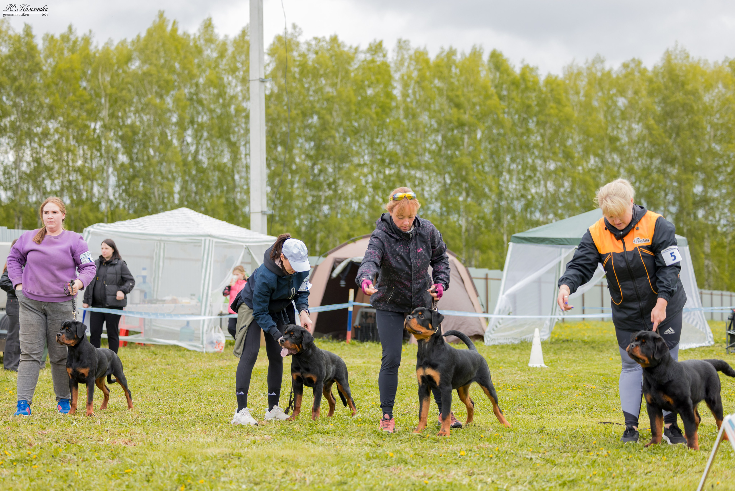 Нижний Новгород 11-12.05.2024 моно ротвейлеров. Фотограф-анималист Юлия Германика