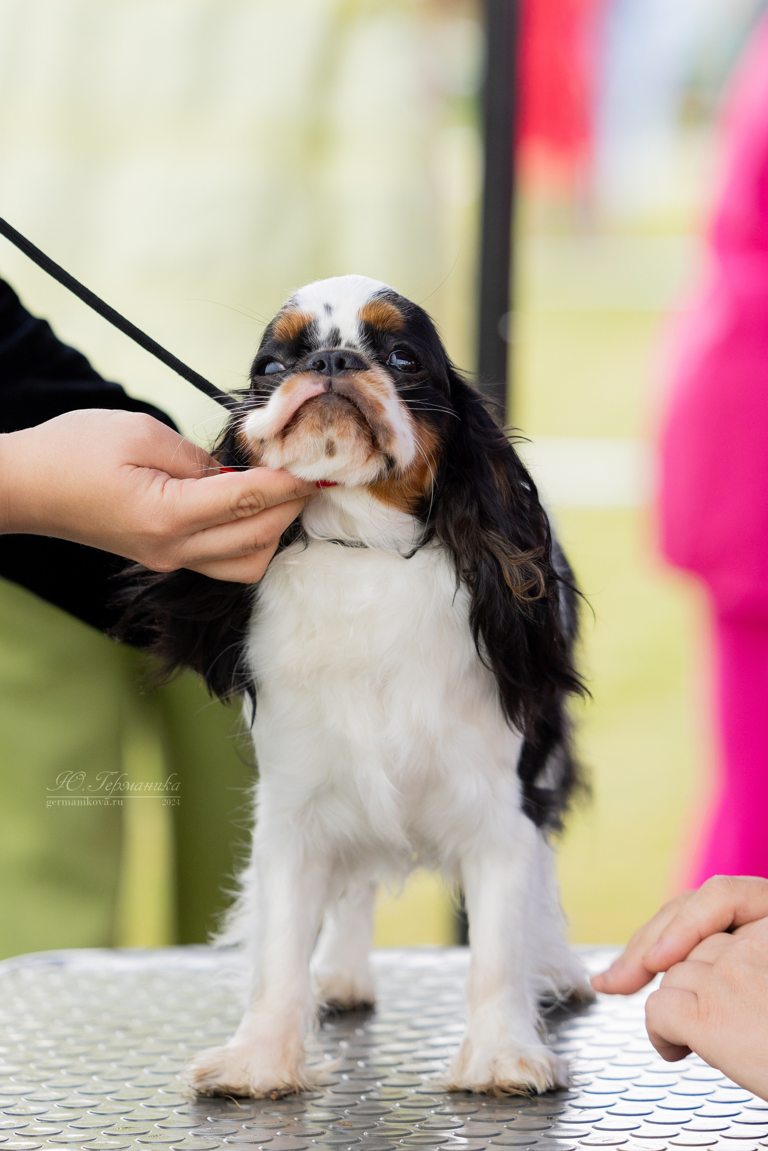Ярославль 21.07.24 и Балашиха 13.07.24. Фотограф-анималист Юлия Германика