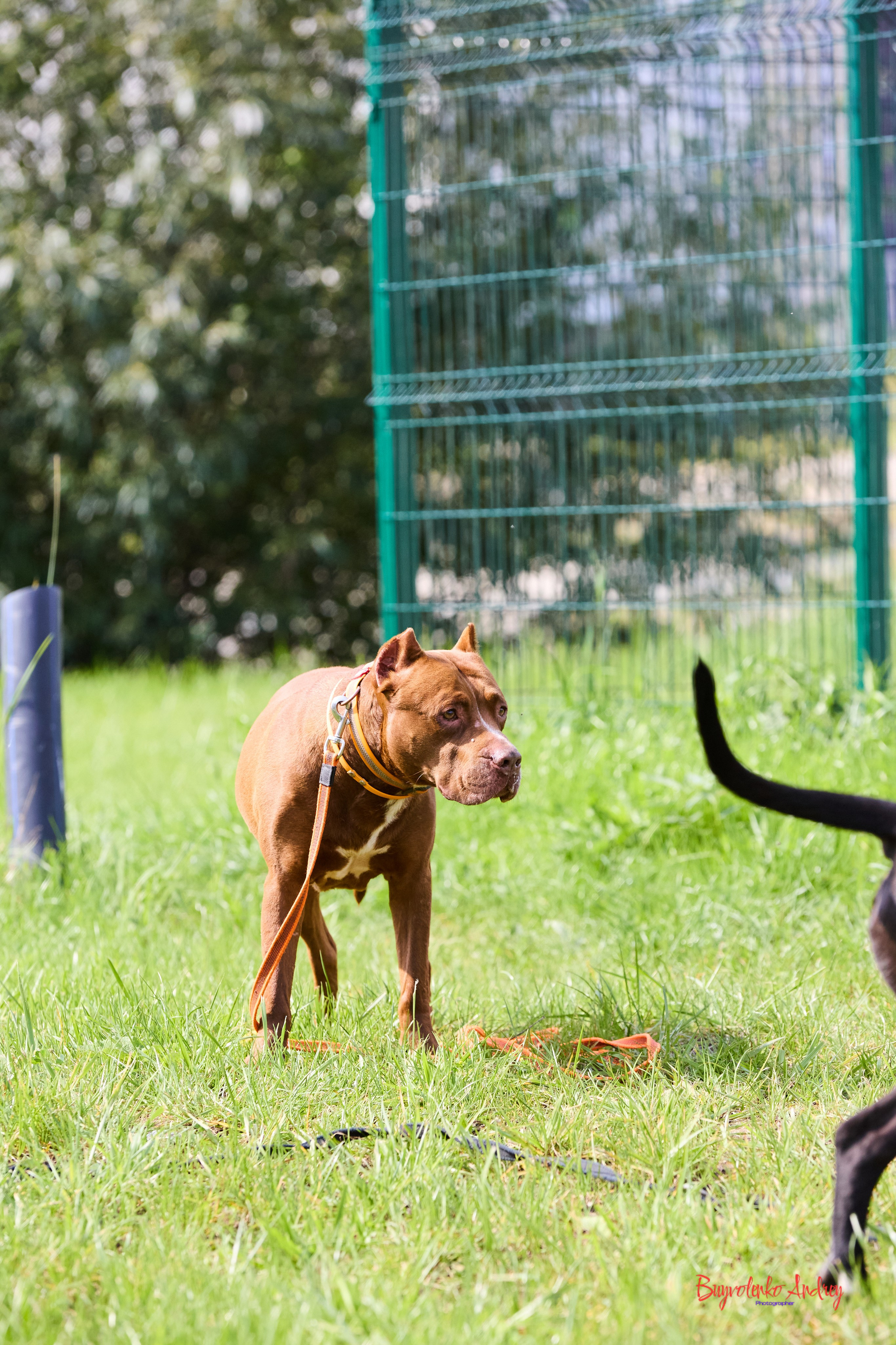 Проект фотопрогулка с хвостиком. Buyvolenko Andrey