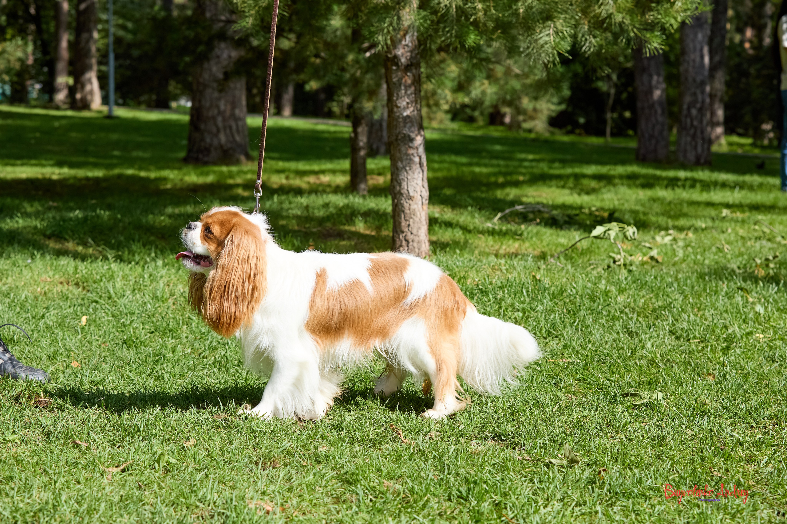 Фотопрогулка с кавалерами. Buyvolenko Andrey