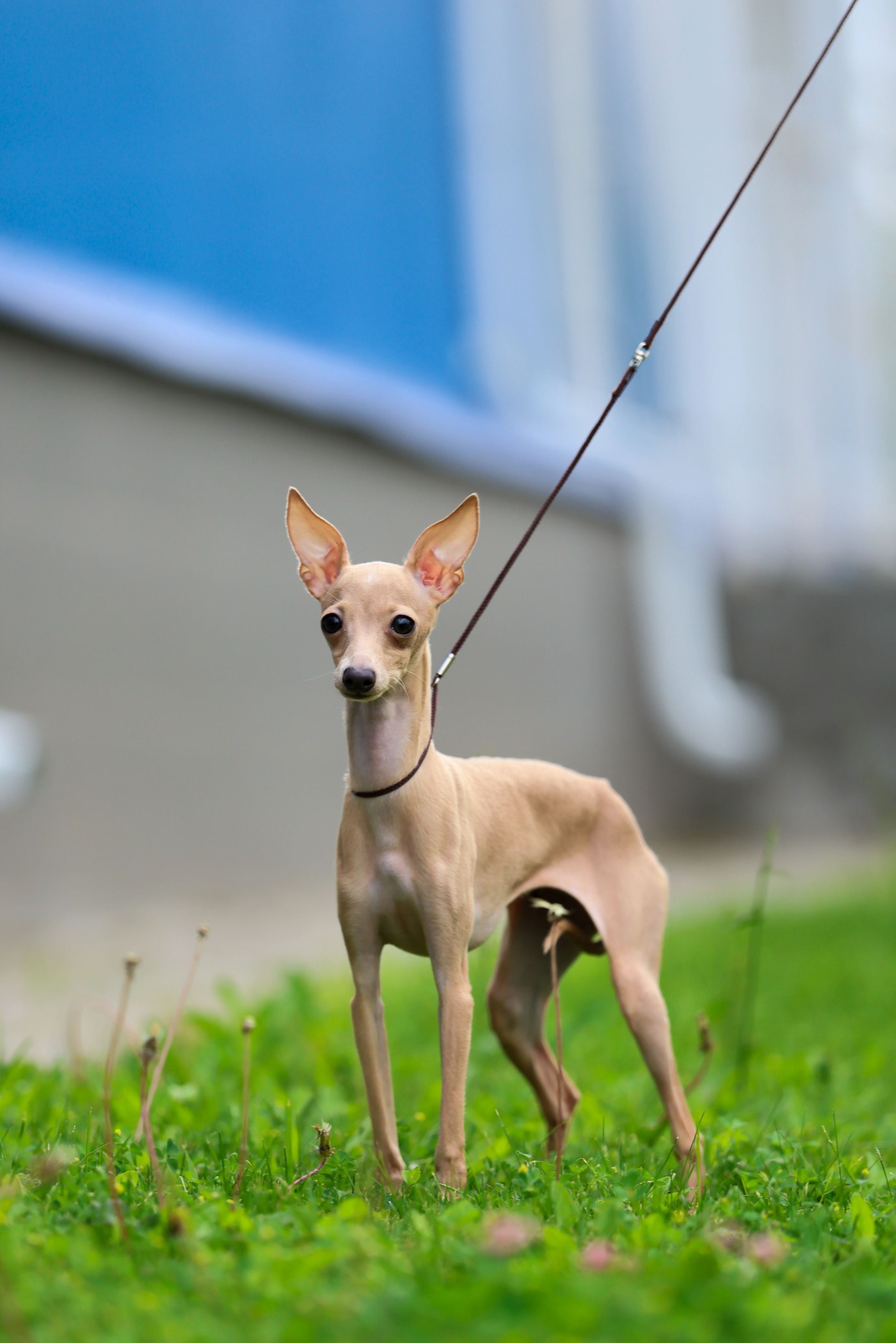 Кремовая Лекси. Professional Italian Greyhound Kennel RKF/FCI ASTI SAPPHIRE 💎 Sochi|St. Petersburg