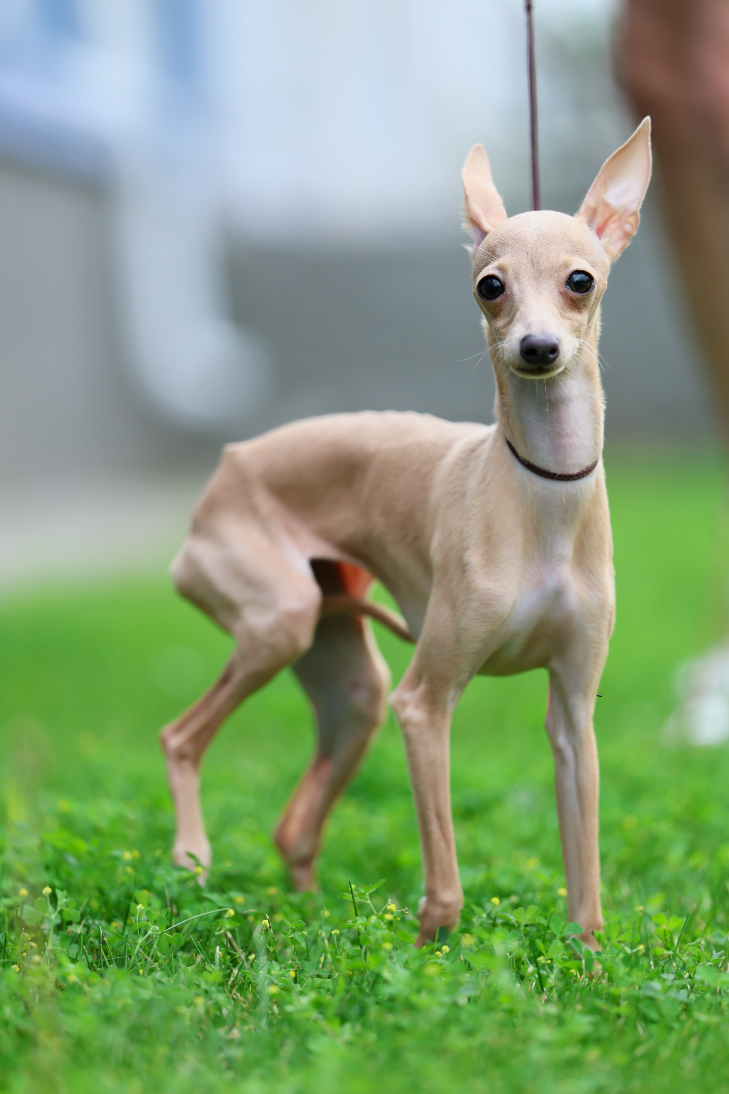 Кремовая Лекси. Professional Italian Greyhound Kennel RKF/FCI ASTI SAPPHIRE 💎 Sochi|St. Petersburg