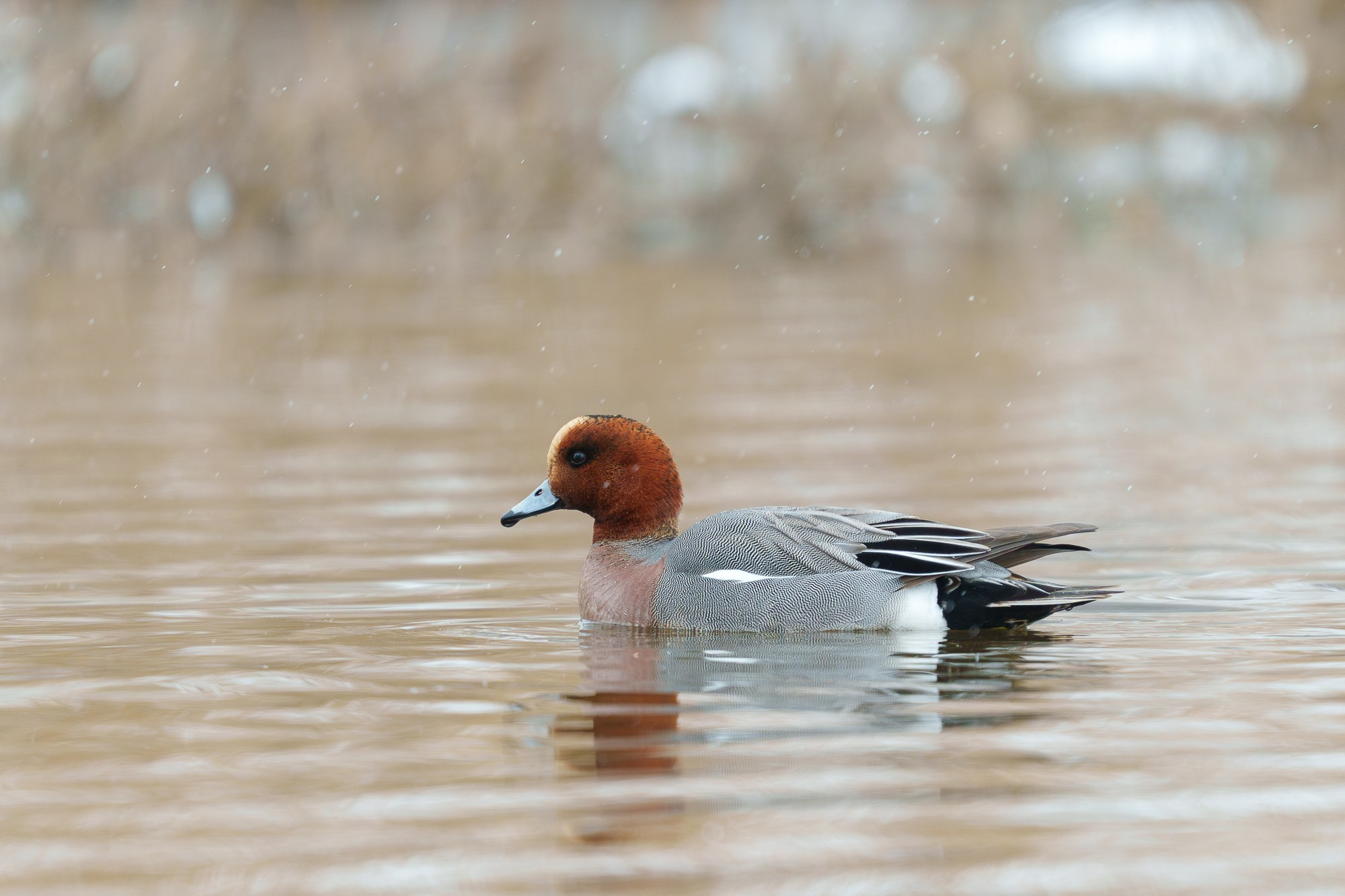 Удивительные мир птиц. Вокруг нас столько прекрасного — присмотритесь!. Ваш личный фотограф Марина Волкова