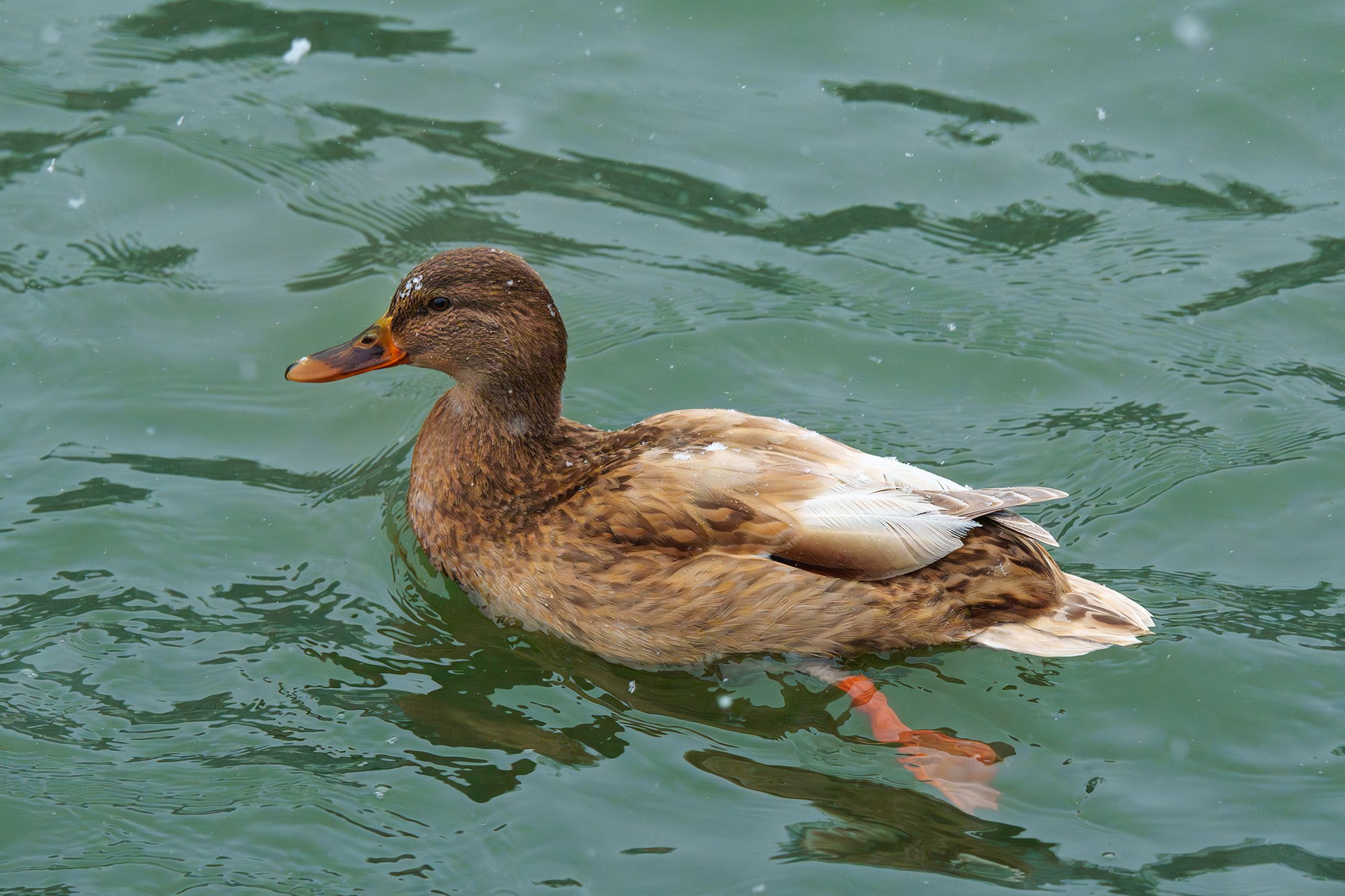 Удивительные мир птиц. Вокруг нас столько прекрасного — присмотритесь!. Ваш личный фотограф Марина Волкова