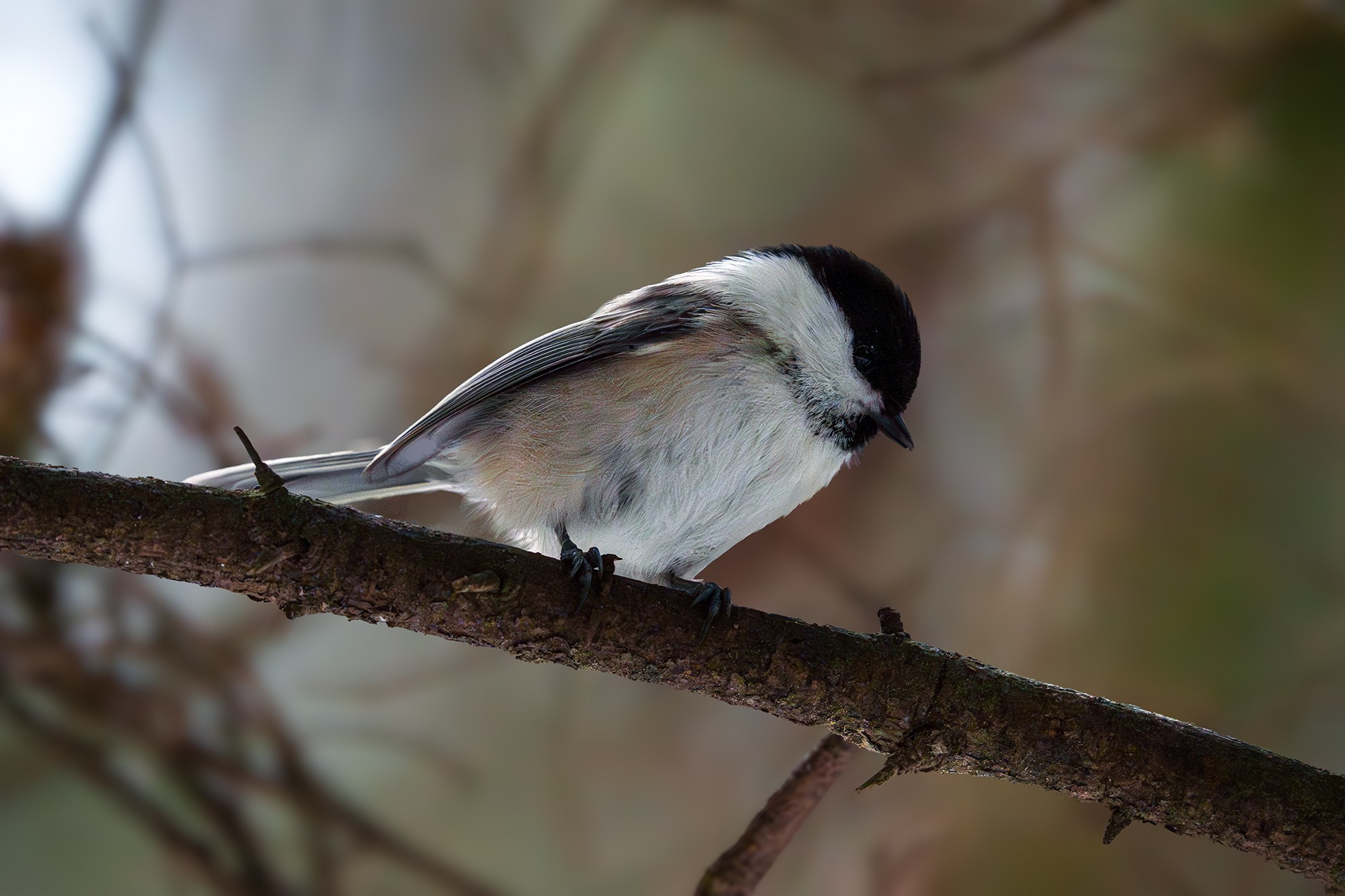 Удивительные мир птиц. Вокруг нас столько прекрасного — присмотритесь!. Ваш личный фотограф Марина Волкова