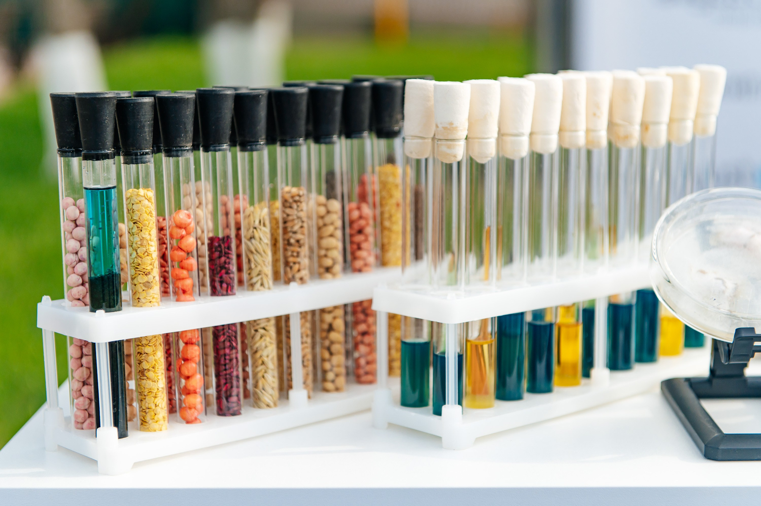 День поля. Главная