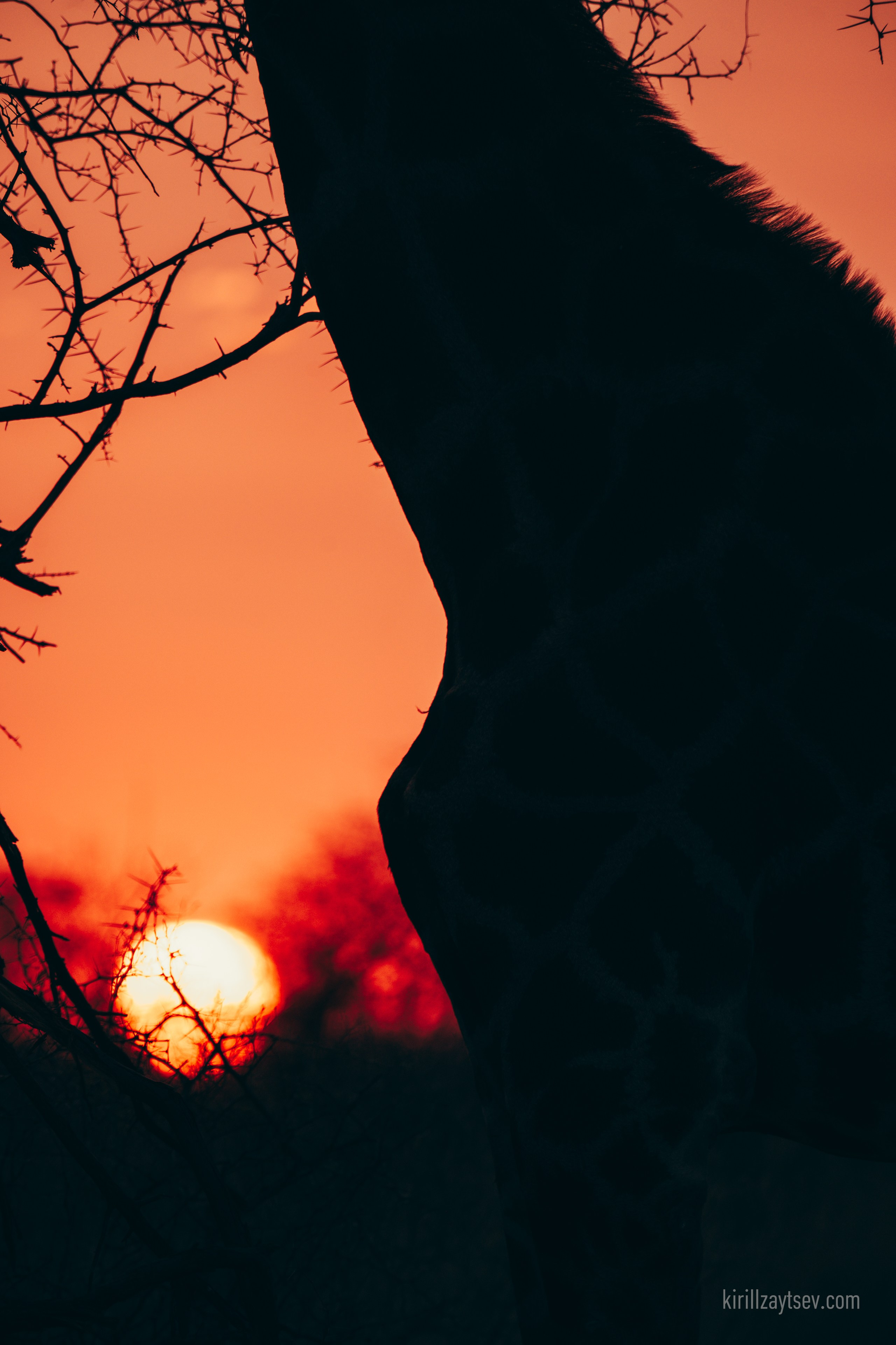 Жизнь. Профессиональный фотограф Кирилл Зайцев