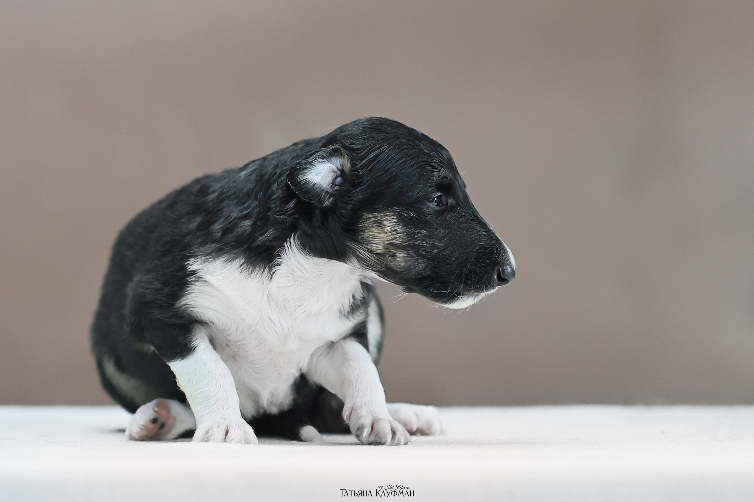Щенки рпб (3 недели). Фотограф Анималист из Новосибирска Татьяна Кауфман