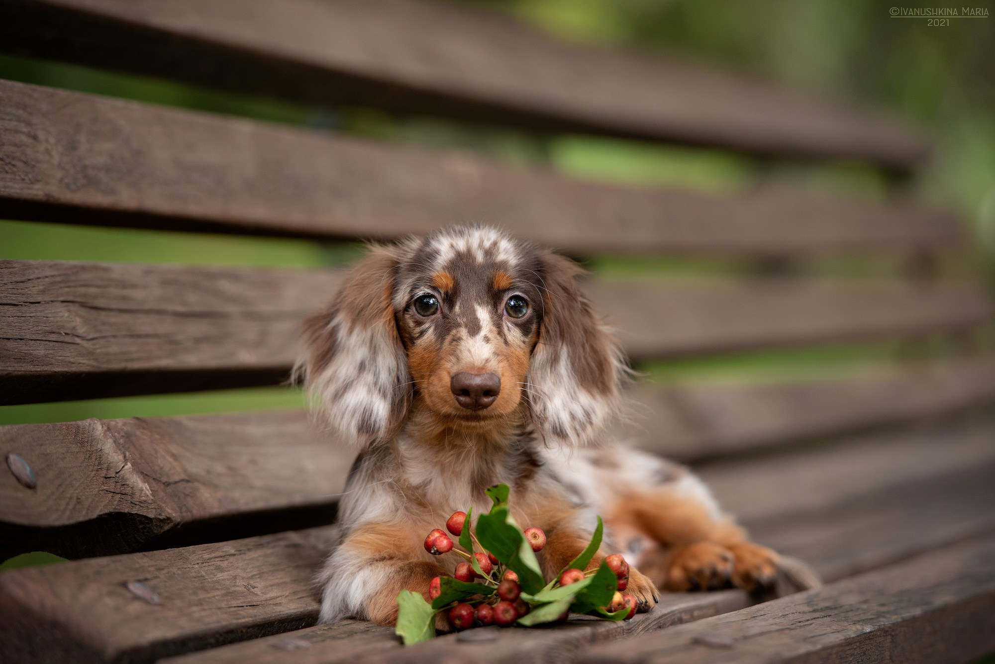 Фотосессия щенков на продажу. Фотограф собак в Москве и Московской области Иванушкина Мария