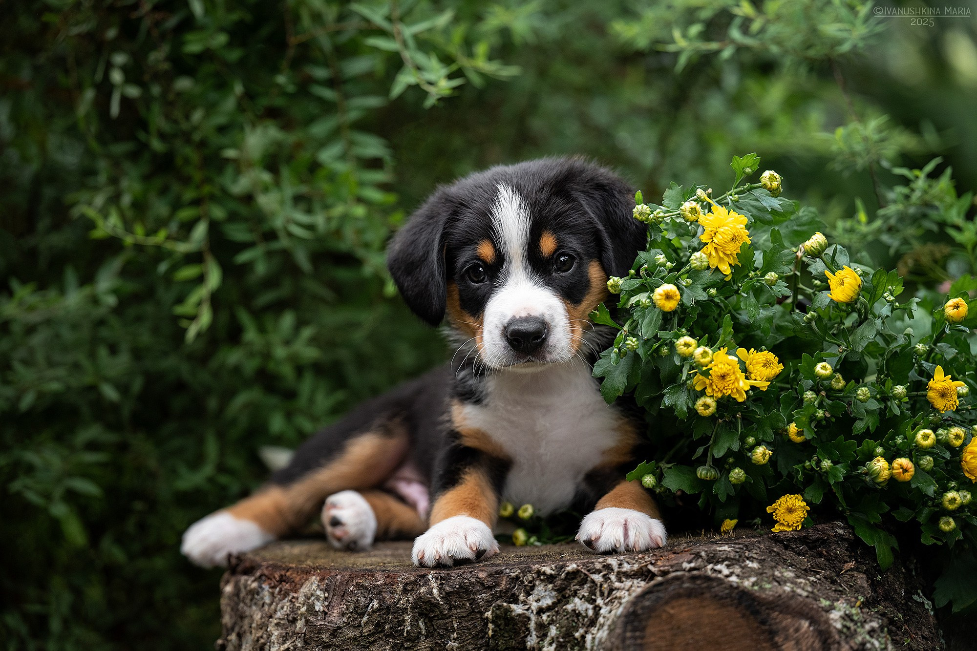 Фотосессия щенков на продажу. Фотограф собак в Москве и Московской области Иванушкина Мария