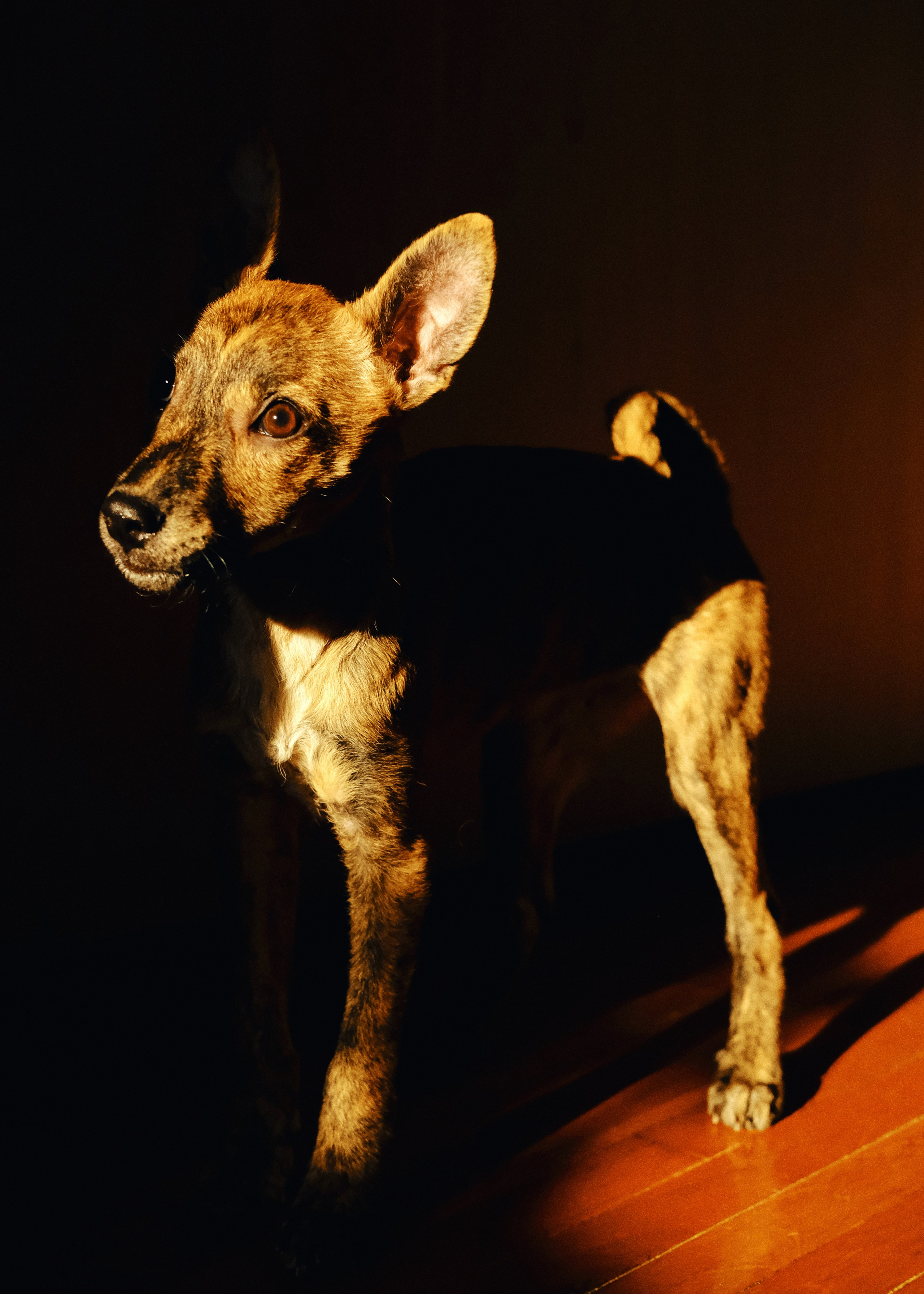 Animals. Sasha Shu — retoucher and photographer