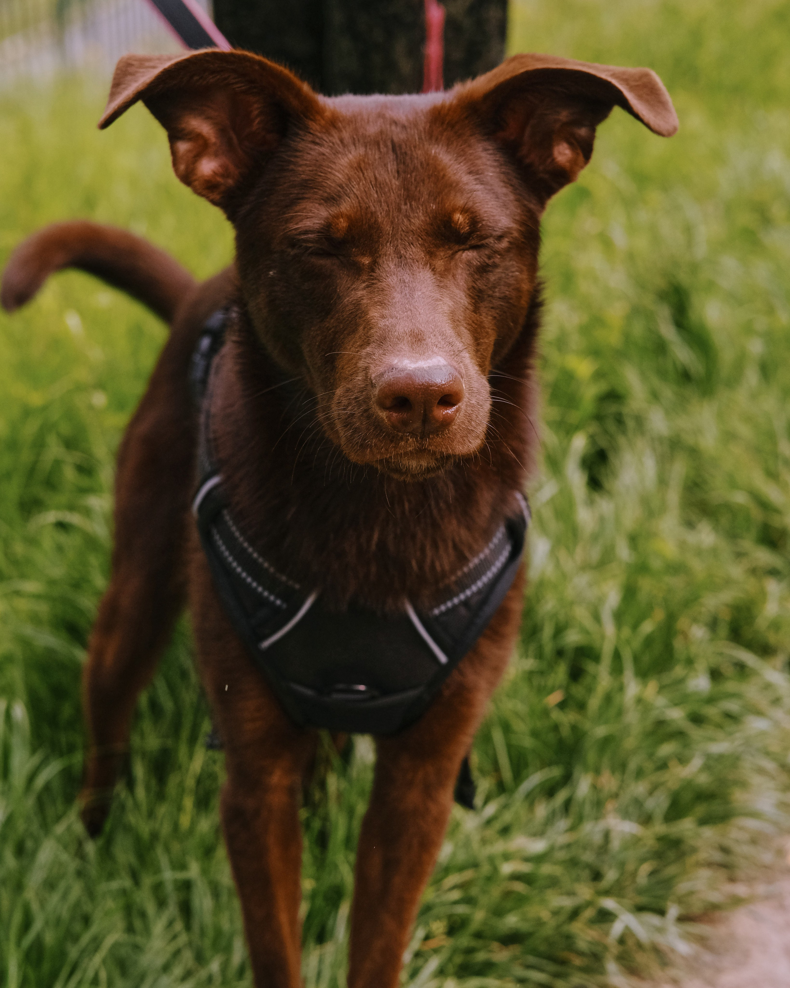 Animals. Sasha Shu — retoucher and photographer