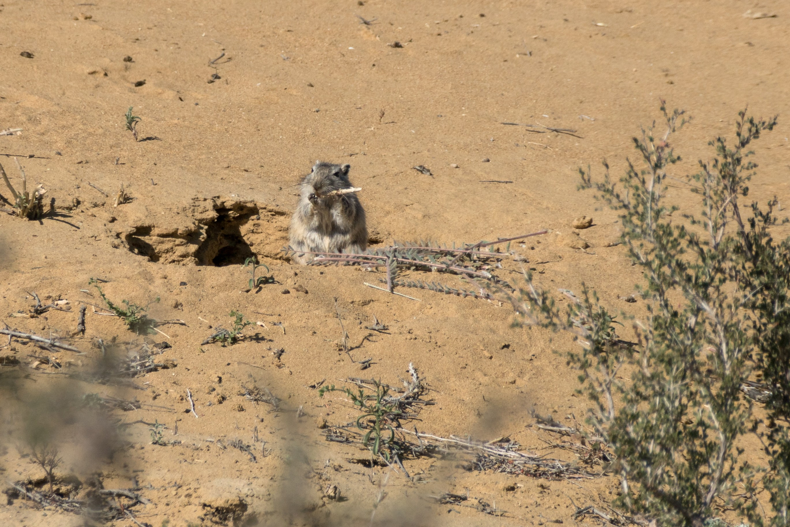 Фотосъемка животных и птиц. Интерьерный и архитектурный фотограф в Москве Панова Ольга