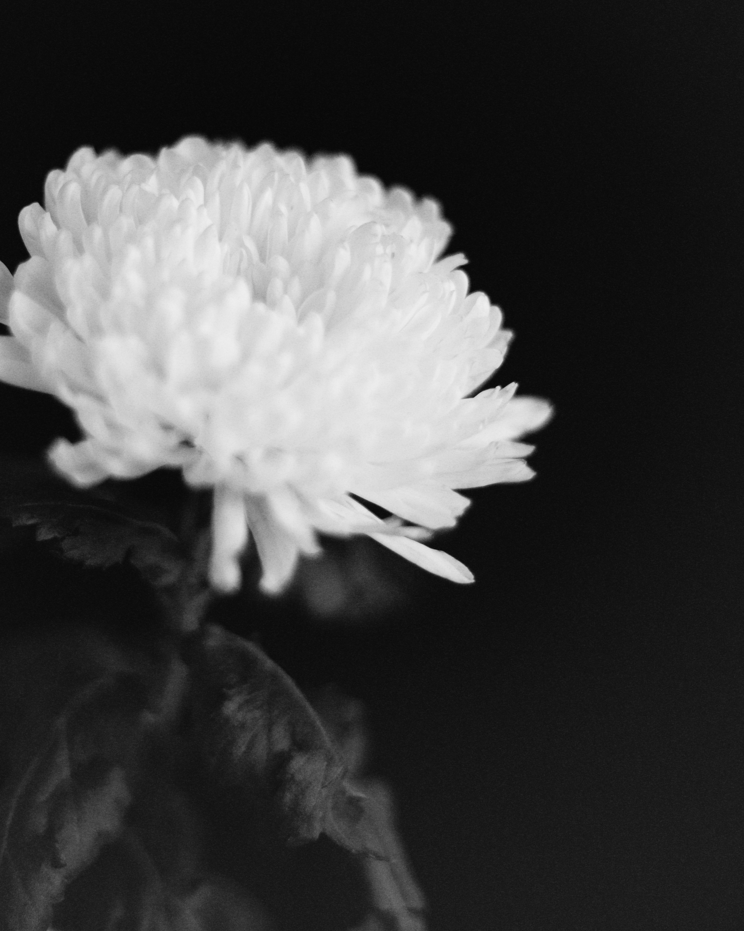 Сири. Фотограф в Москве — Евгения Прокопенко