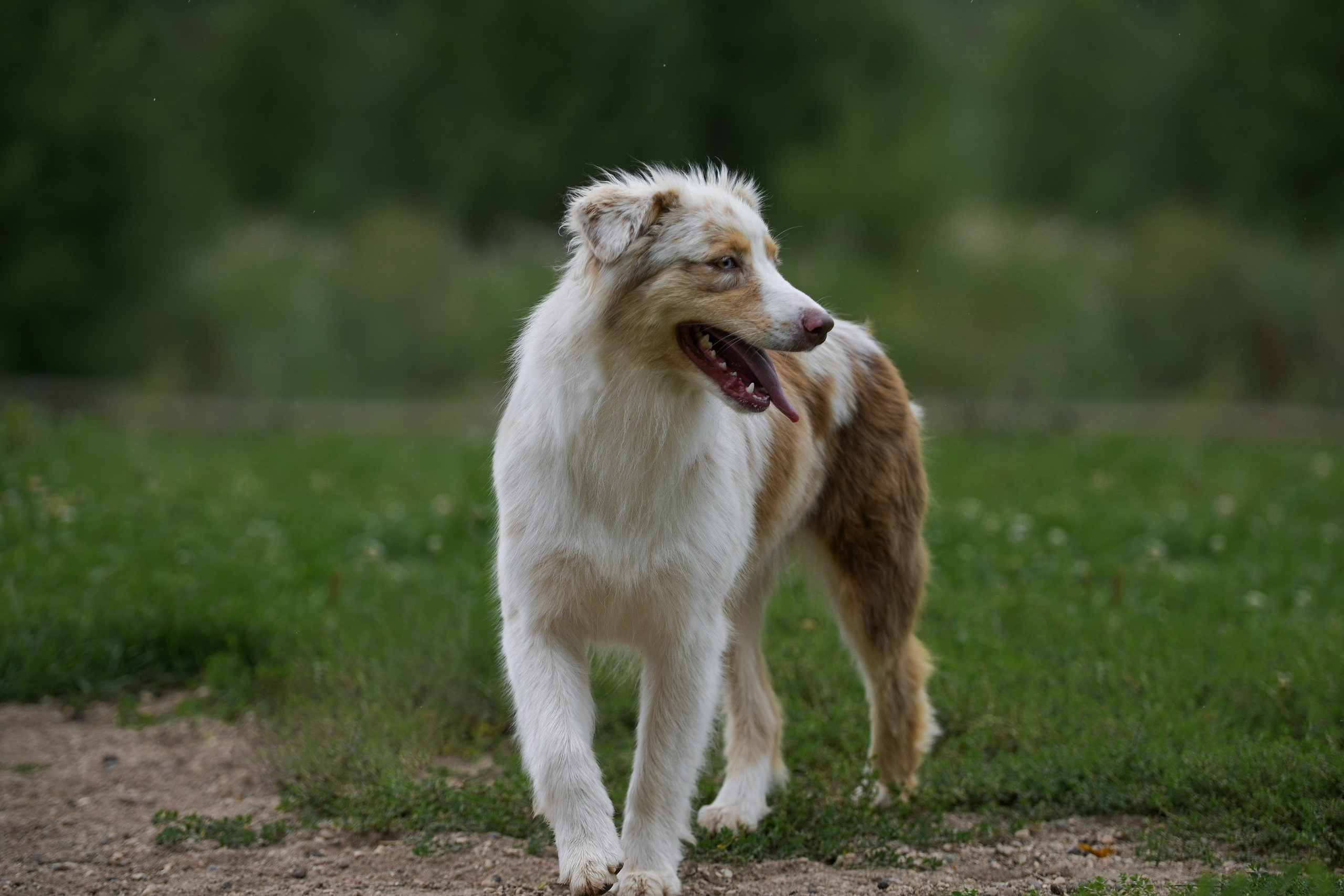 Пастьба собак. Творческий фотограф Вологда
