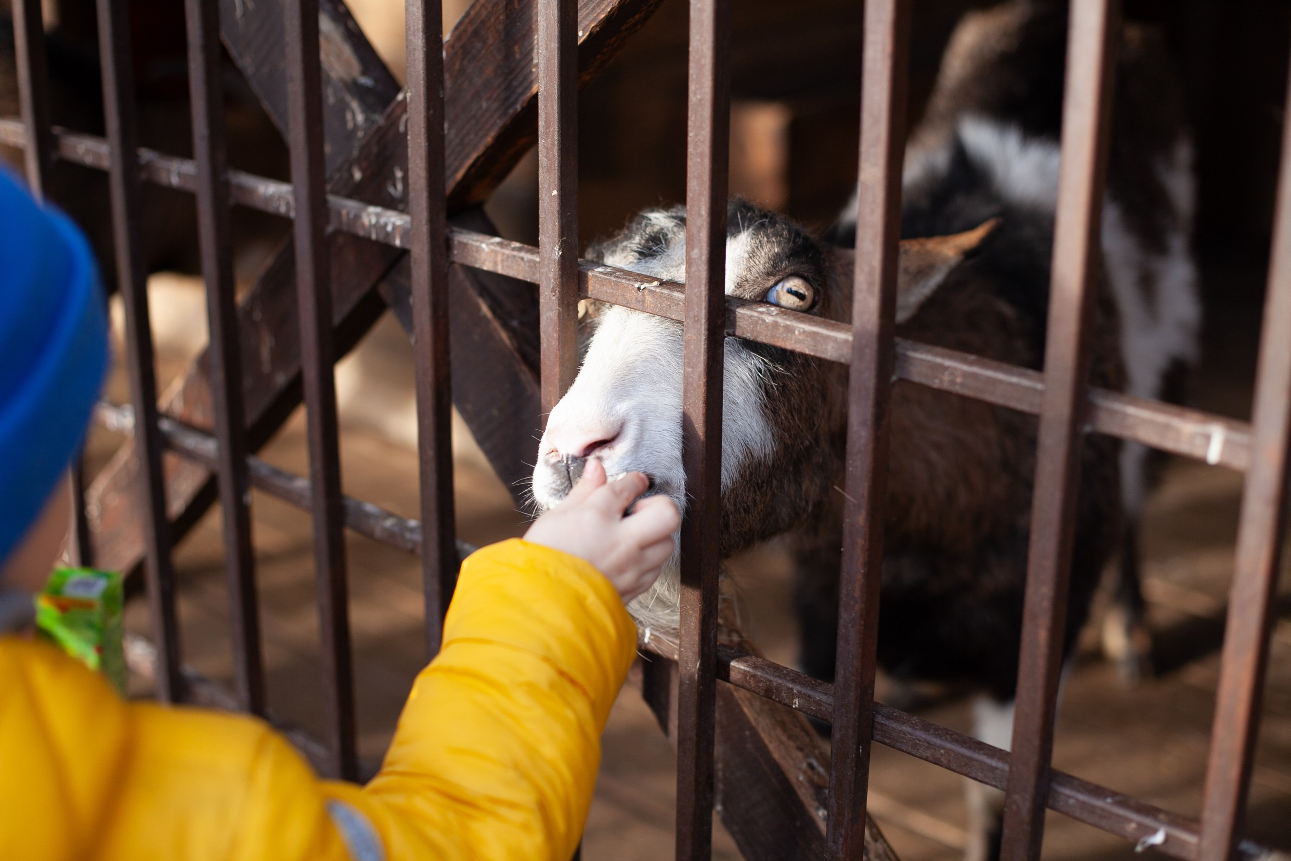 Сады Мечты. Контент для сайта. Фотограф Дарья Локотко в Красноярске