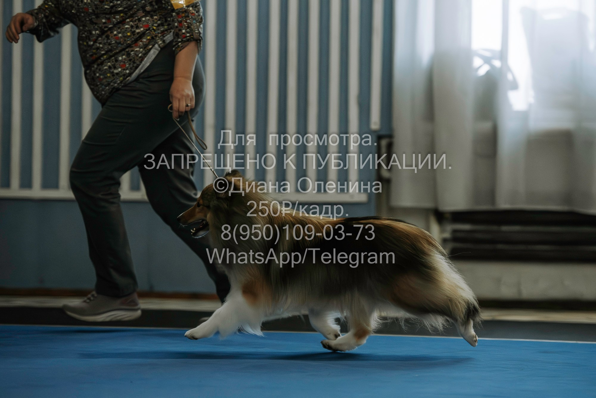 Выставка собак Красноярск 29.10.2023. Фотограф Диана Оленина Красноярск / Братск