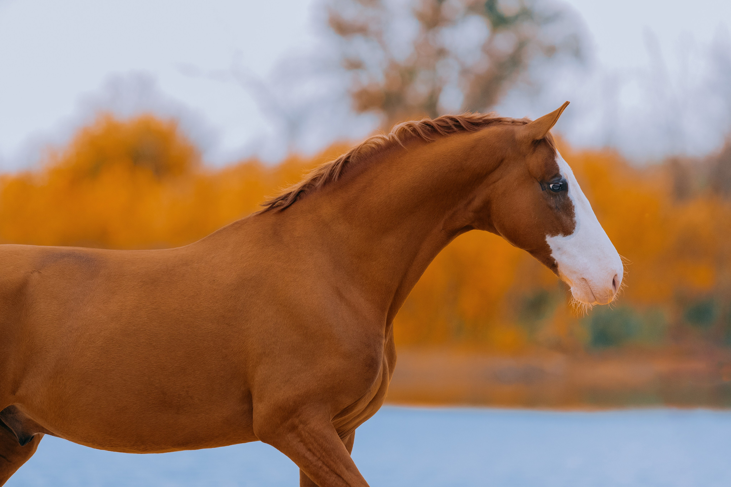 На природе. Фотограф-анималист Ксендзова Кристина