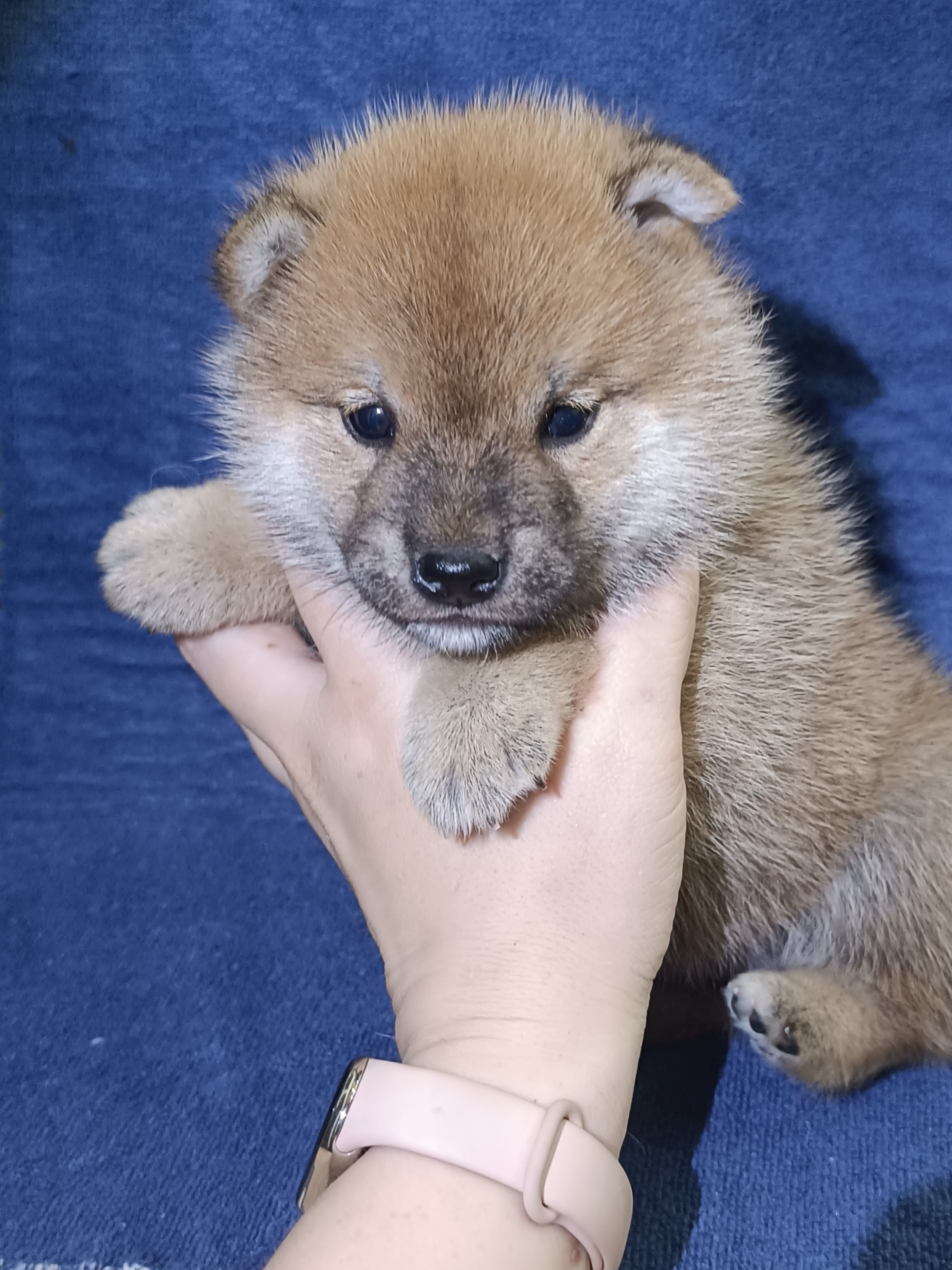 сиба питомник Рубилайт щенки на продажу rubylight  сиба щенки купить СПб Санкт-Петербург 