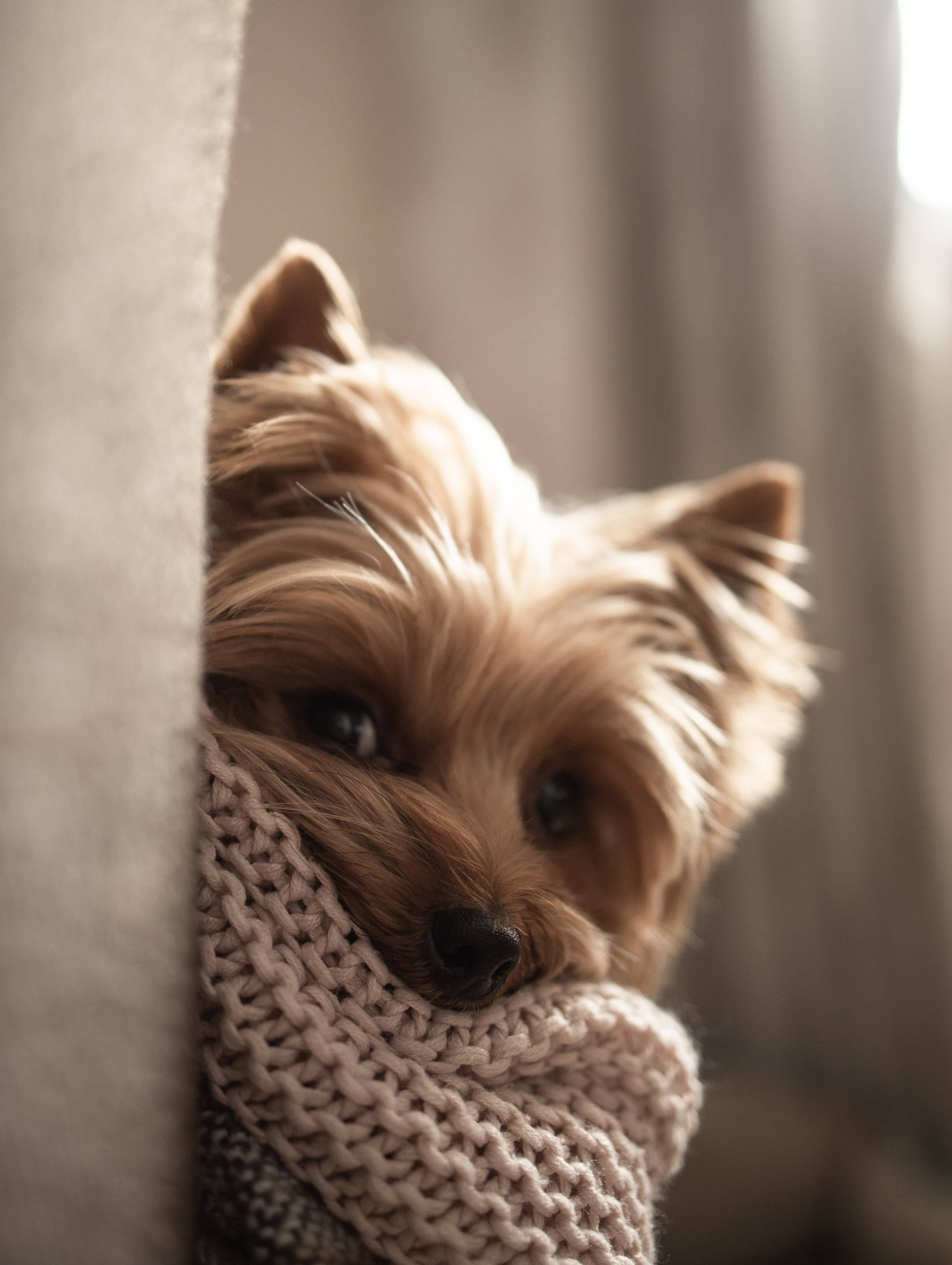Наши любимые питомцы. Портретный и семейный фотограф из Москвы Светлана Голубцова
