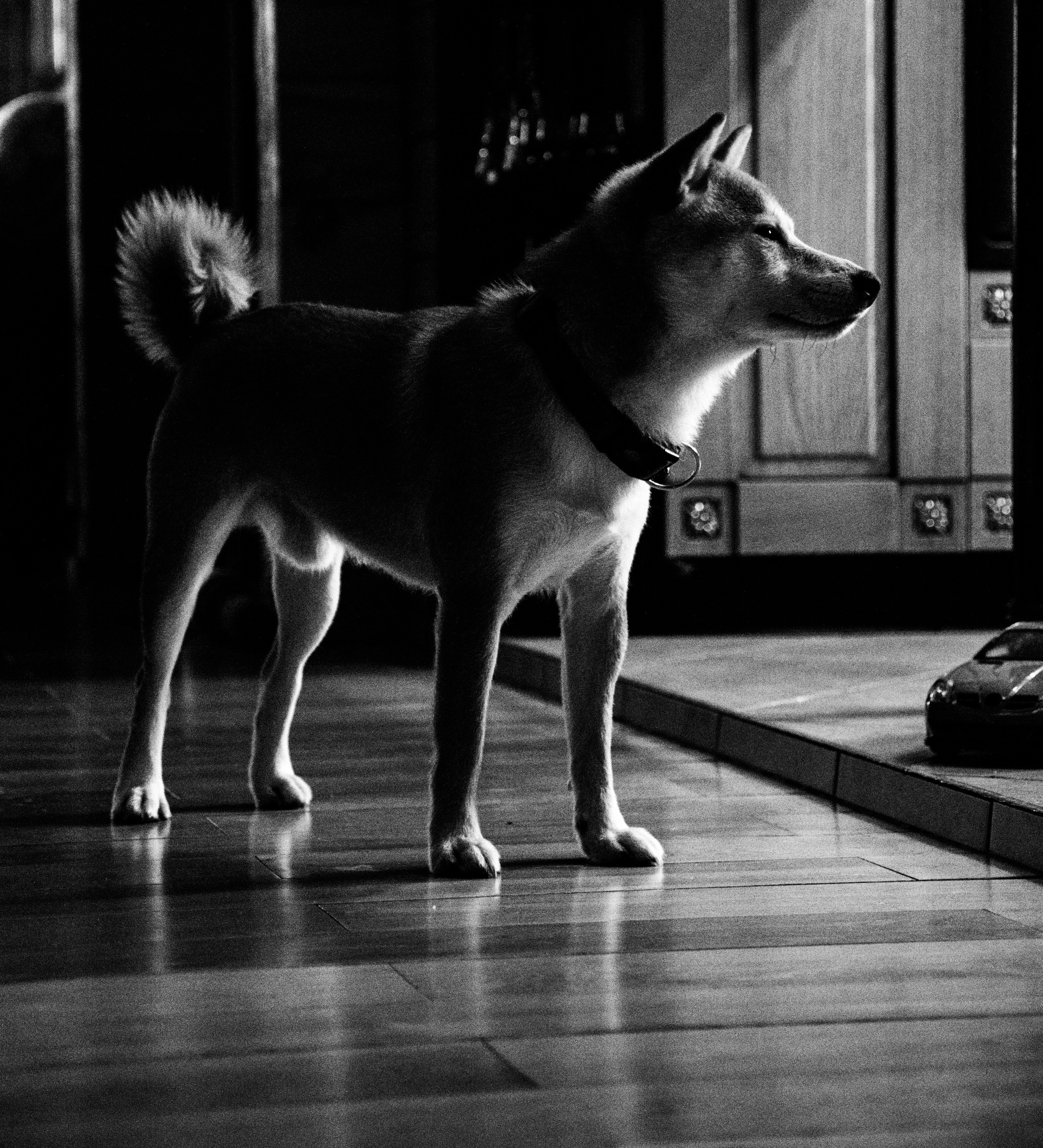 Наши любимые питомцы. Портретный и семейный фотограф из Москвы Светлана Голубцова