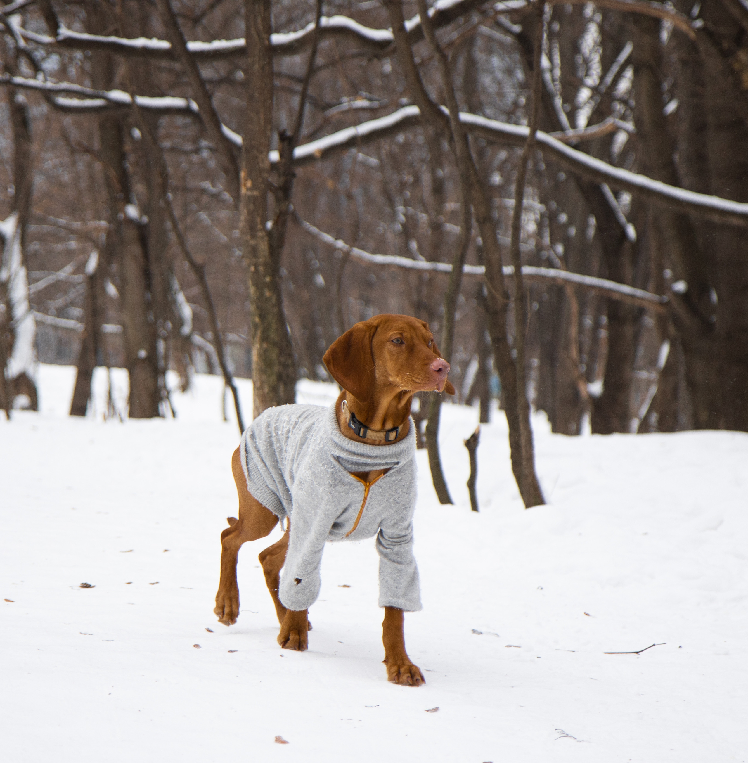 Наши любимые питомцы. Портретный и семейный фотограф из Москвы Светлана Голубцова