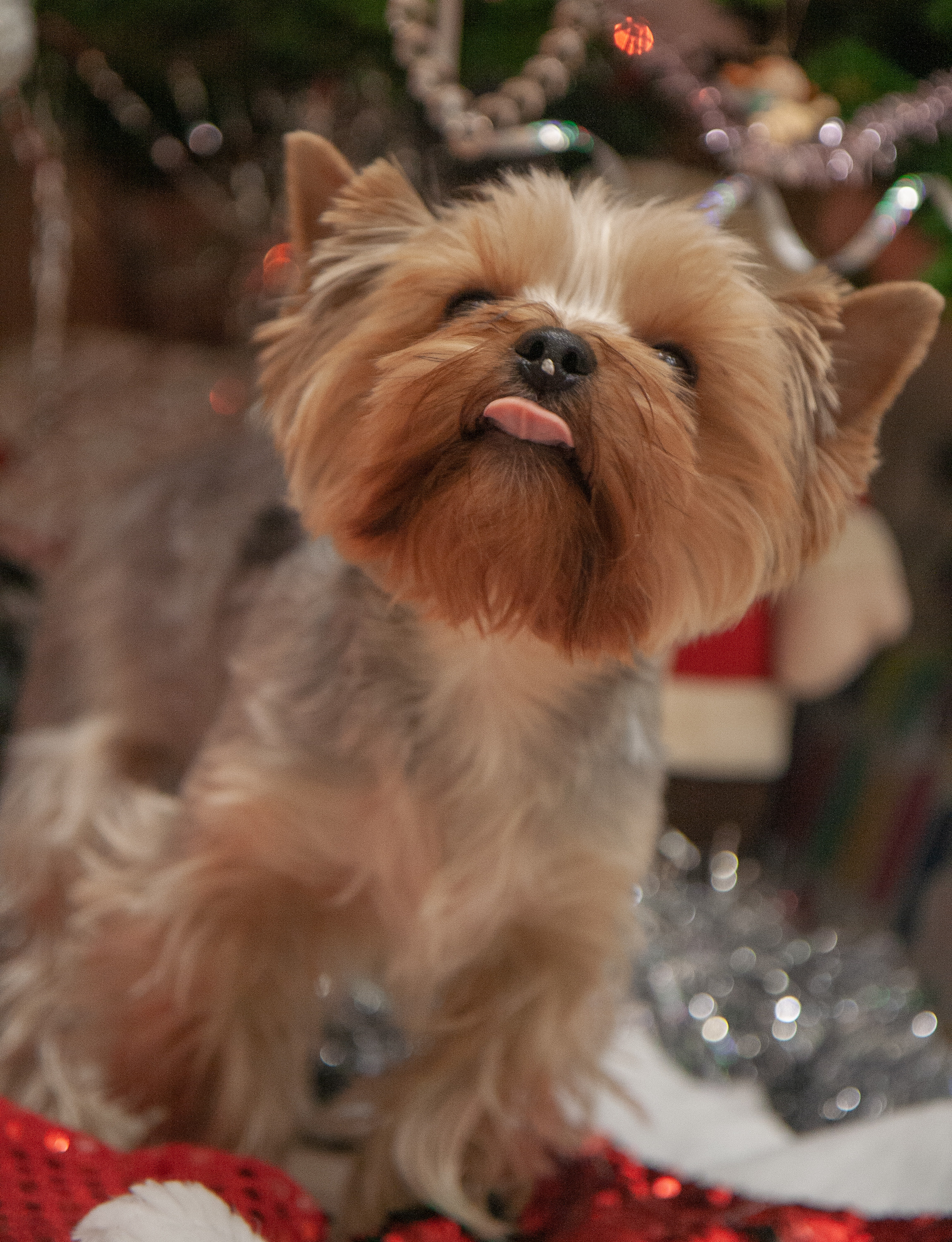 Наши любимые питомцы. Портретный и семейный фотограф из Москвы Светлана Голубцова