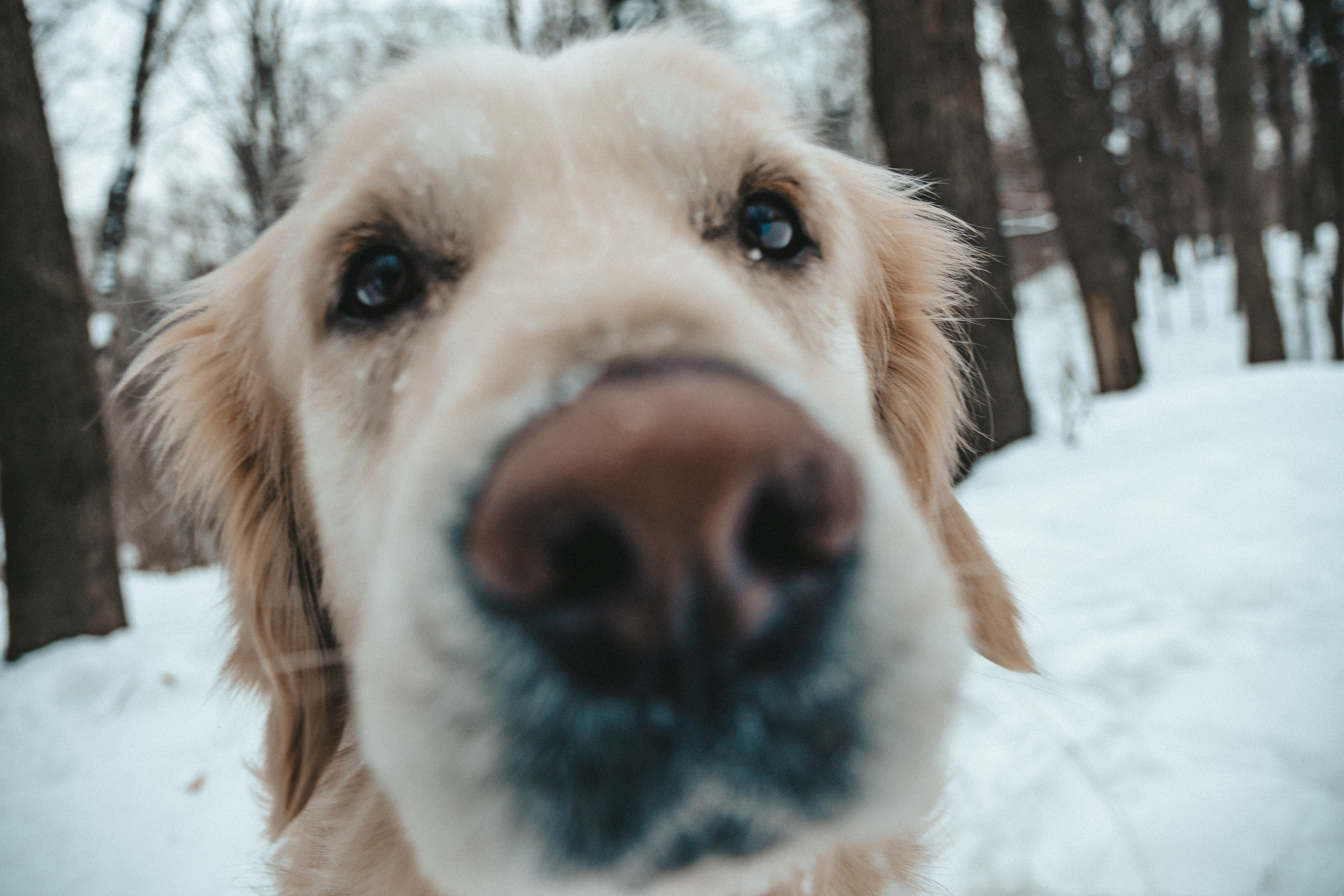Наши любимые питомцы. Портретный и семейный фотограф из Москвы Светлана Голубцова