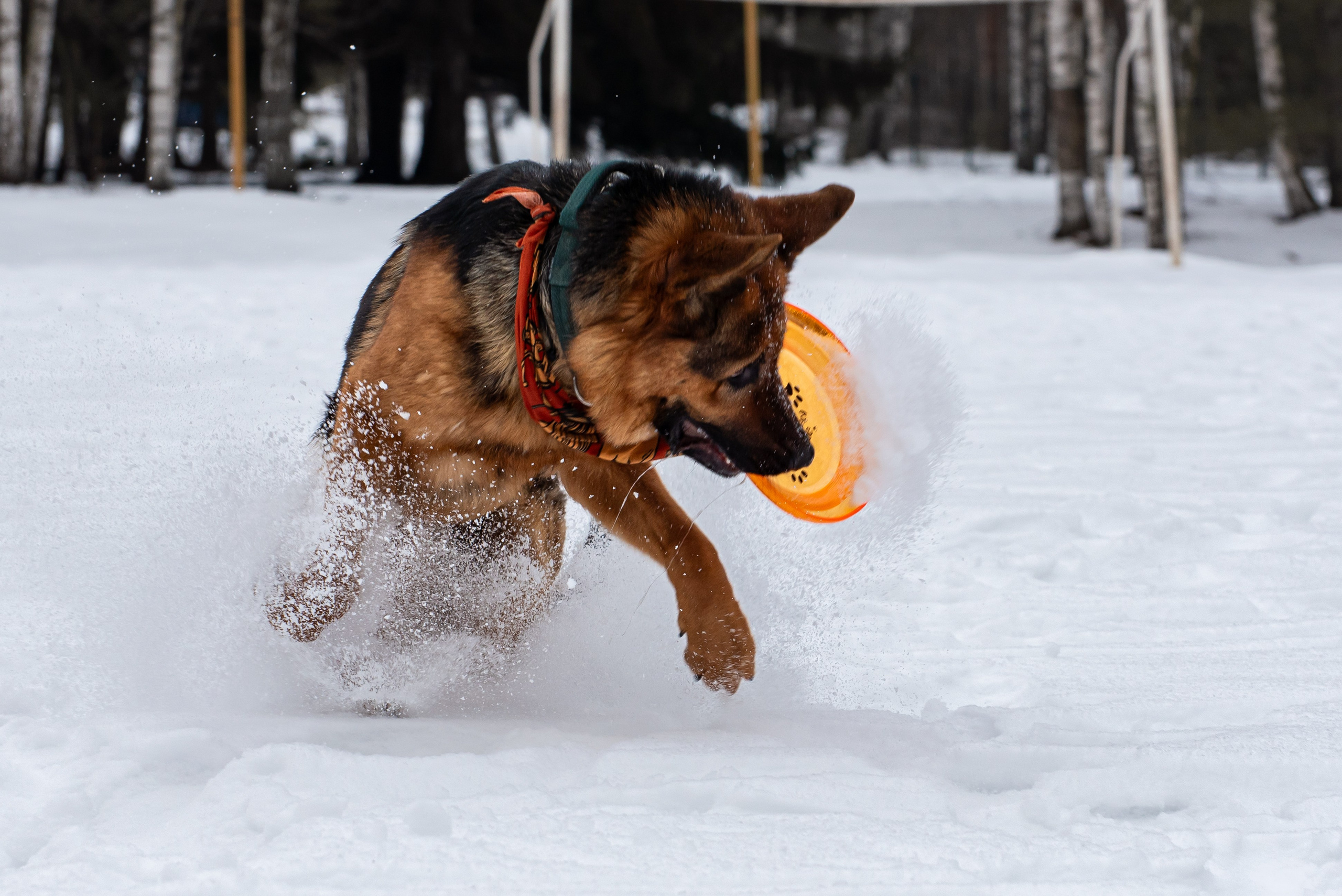 Фотосъёмка с собаками в Кинологическом лагере. Фотограф Макс Огурцов в Нижнем Новгороде