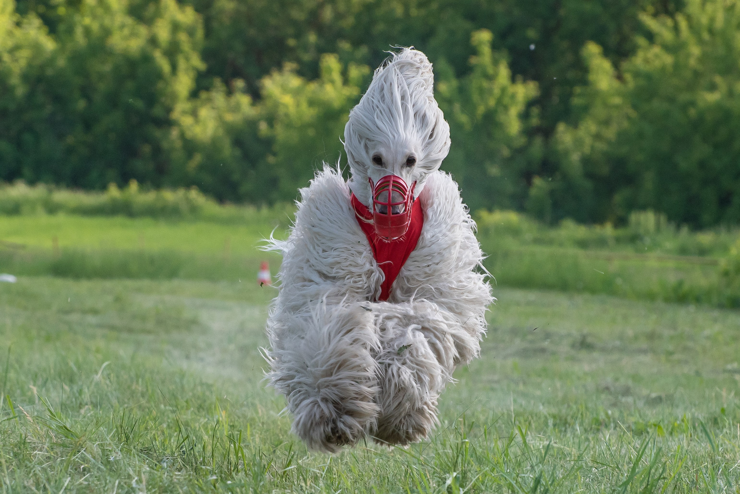 Спортивный фотограф анималист курсинг. Фотограф Макс Огурцов в Нижнем Новгороде