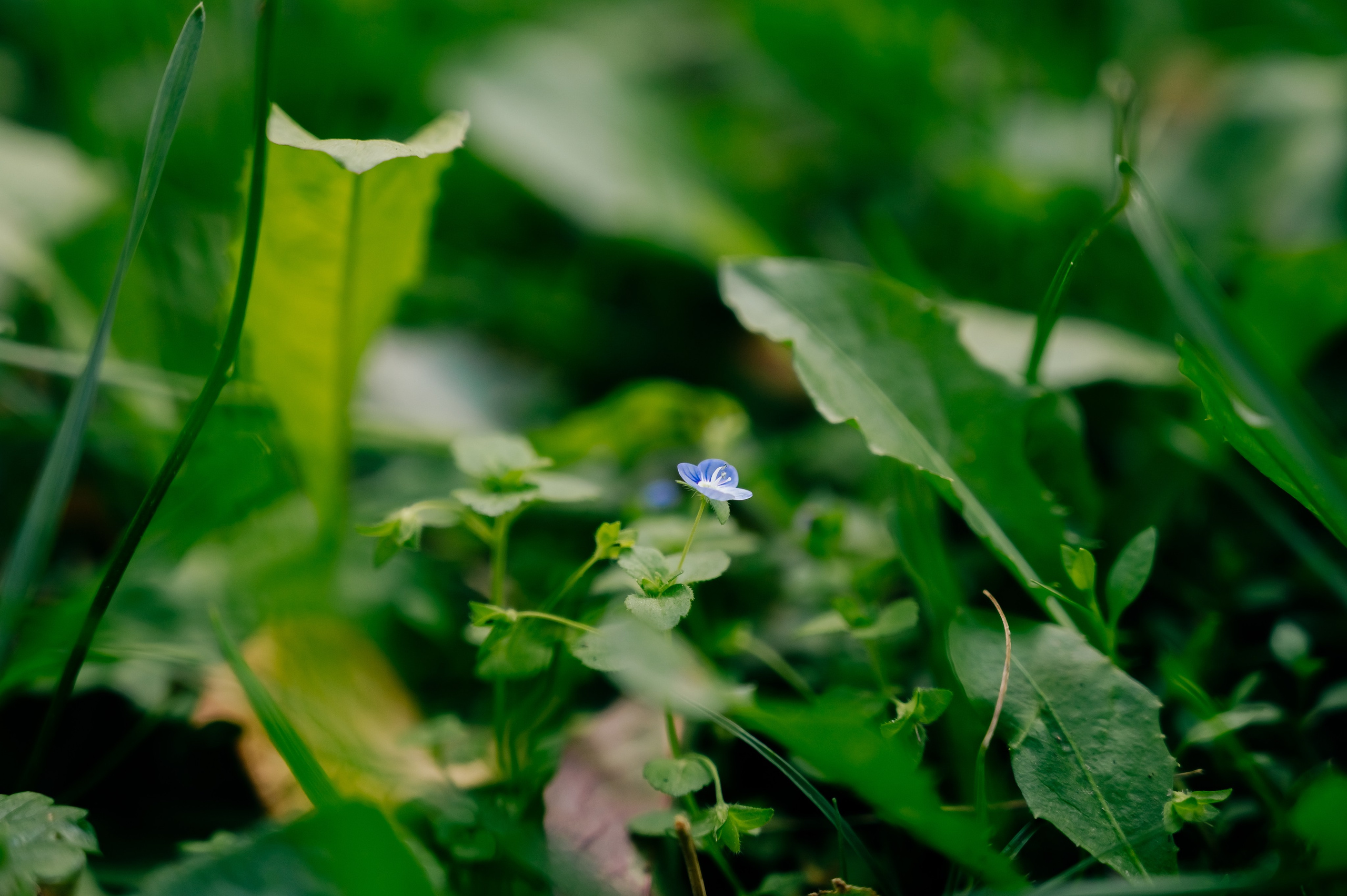 День Шахтёра в Парке Чудес 30.08.2025. Детский фотограф, семейный фотограф и репортажи в Кемерово