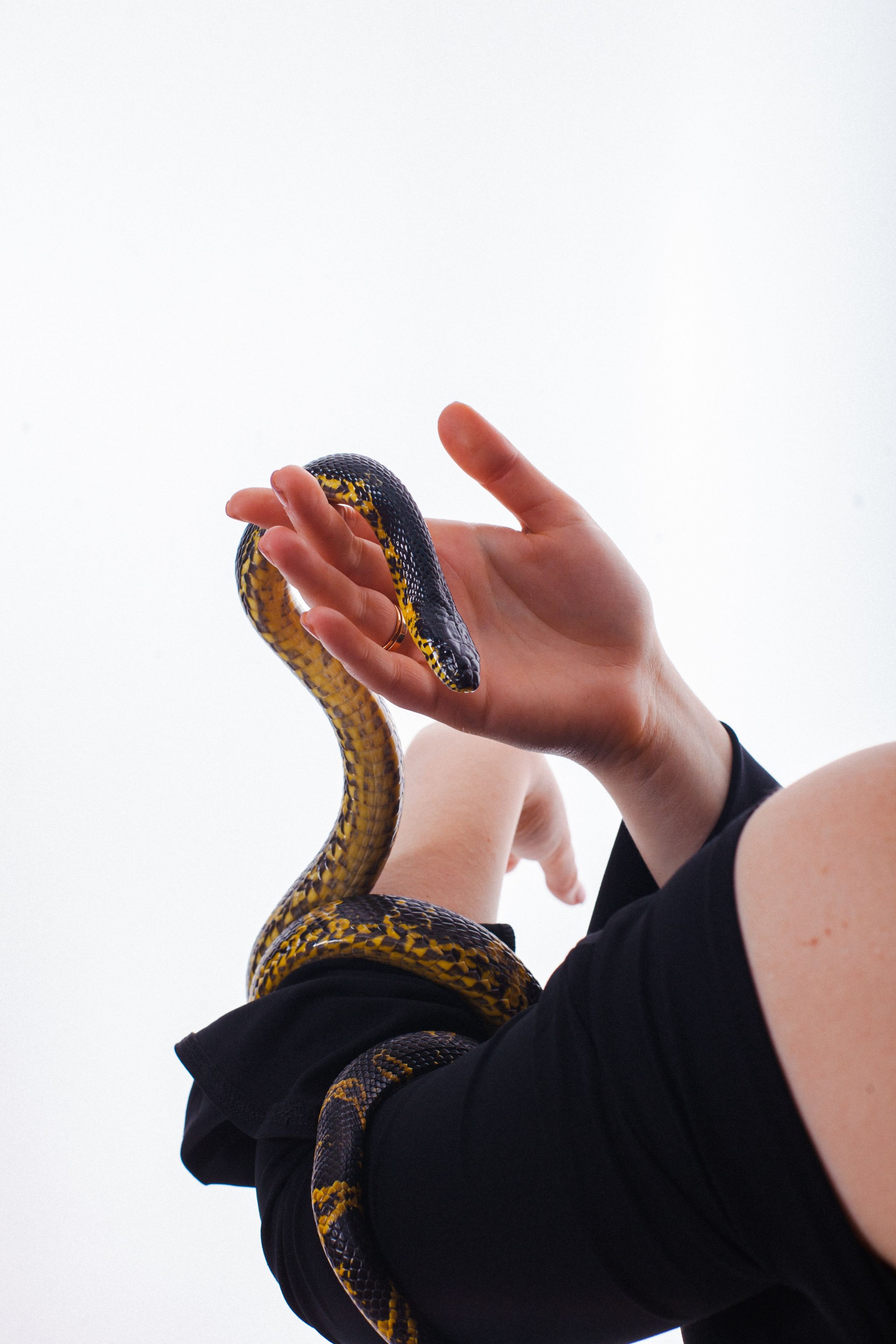 Змеи. Фотограф Алёна Сергеевна Aloha_chë