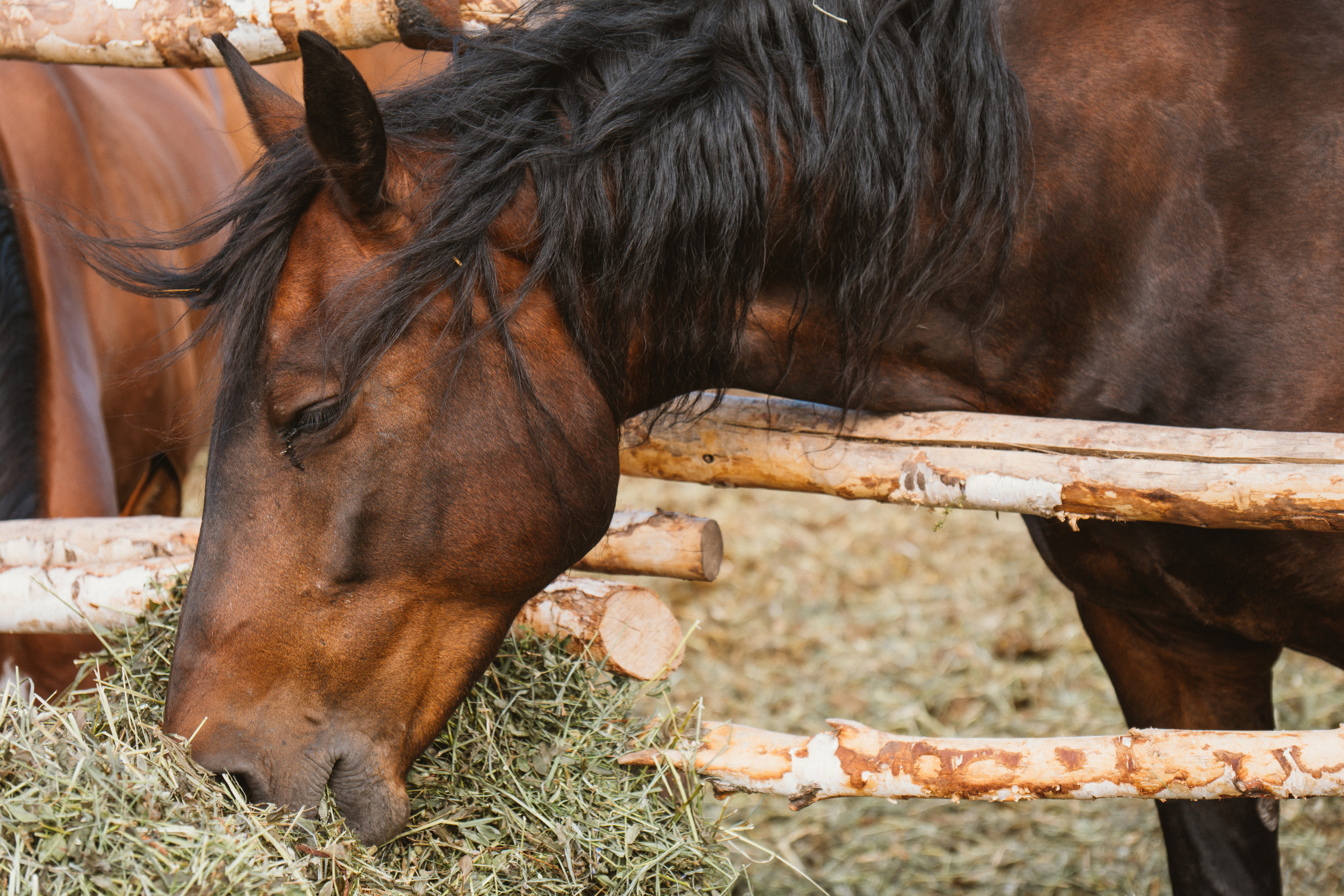 Софья и лошади. Портретный и семейный фотограф в Перми Мила Ульянова