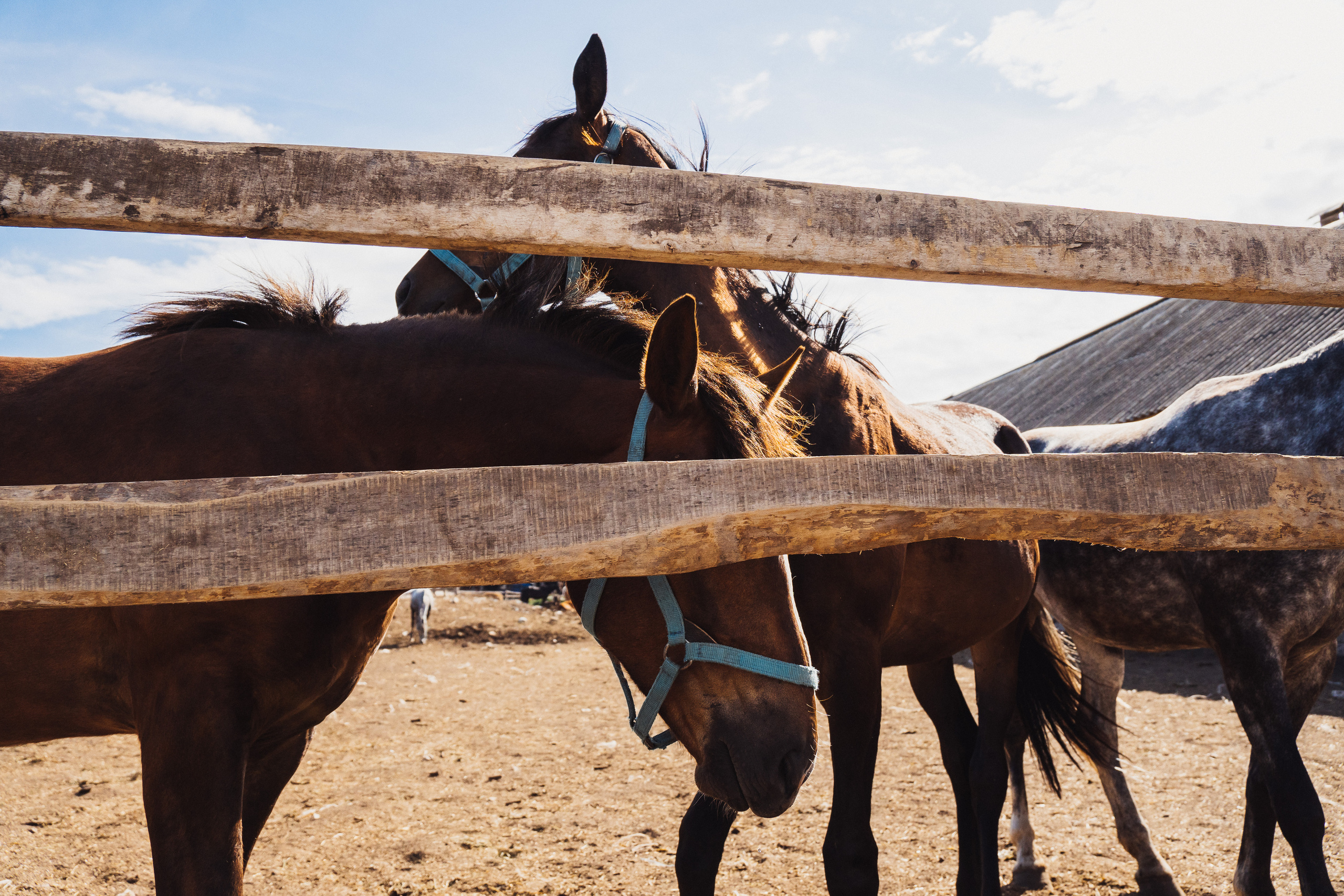 Софья и лошади. Портретный и семейный фотограф в Перми Мила Ульянова