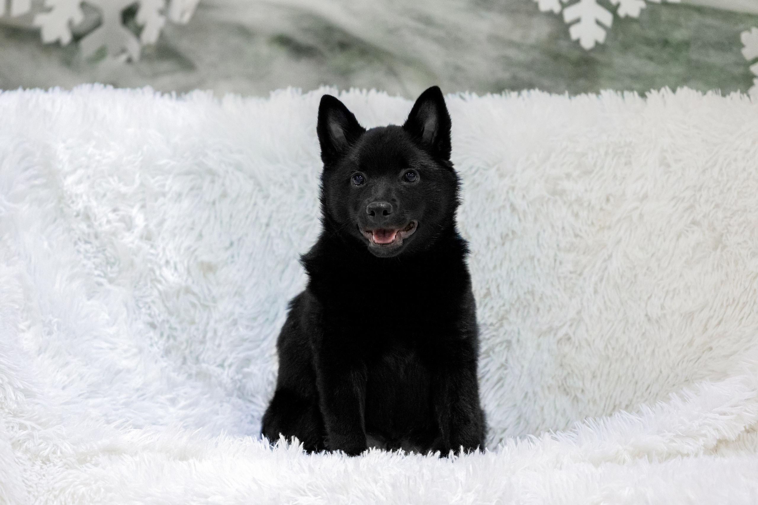 Крокус 3,9 и 10.12.2023. Фотограф-анималист Юлия Германика