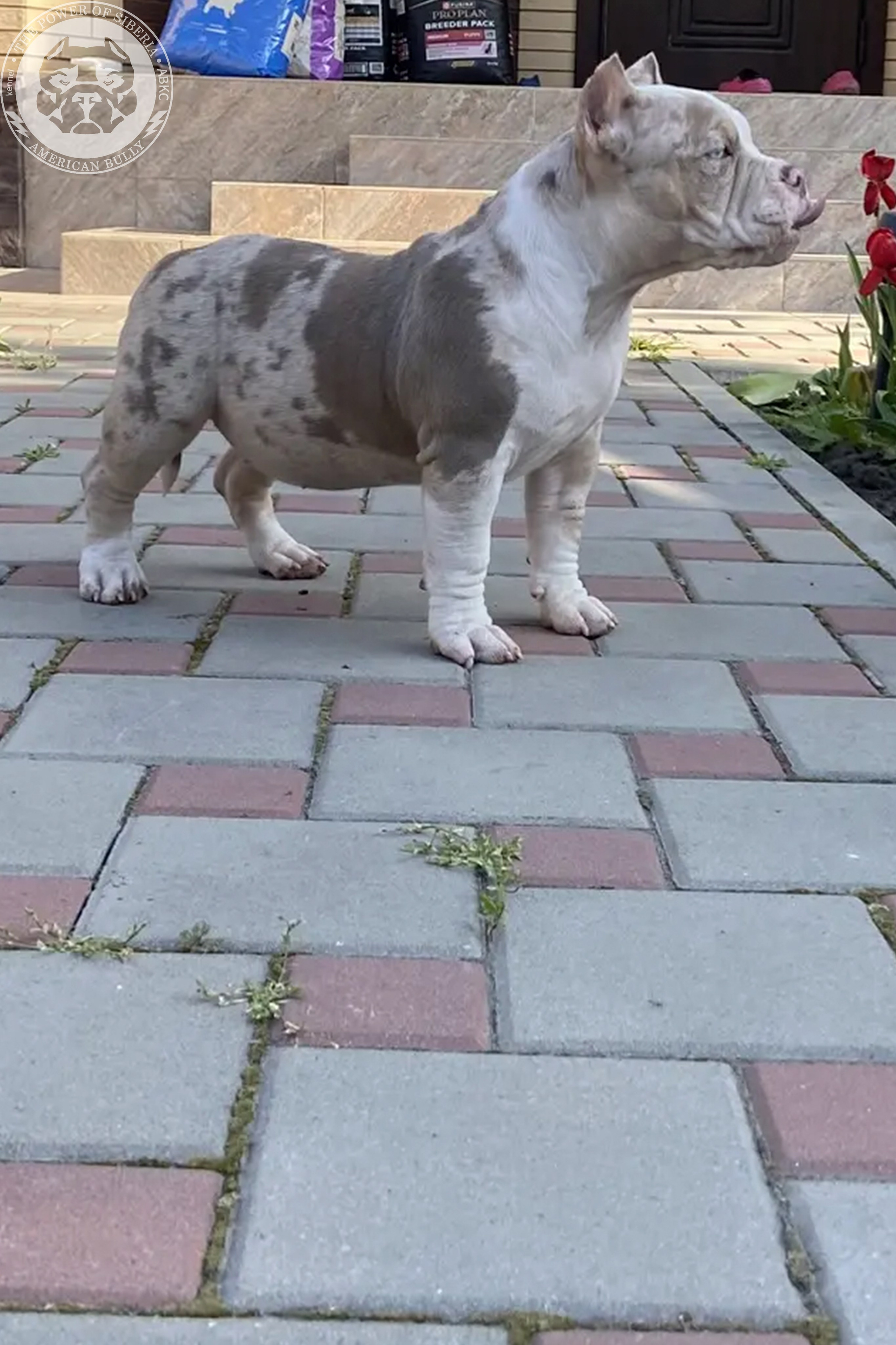 Свободные щенки Американский Булли, в типах покет, классик, стандарт. Американский Булли в г. Ростов-на-Дону. Питомник THE POWER OF SIBERIA