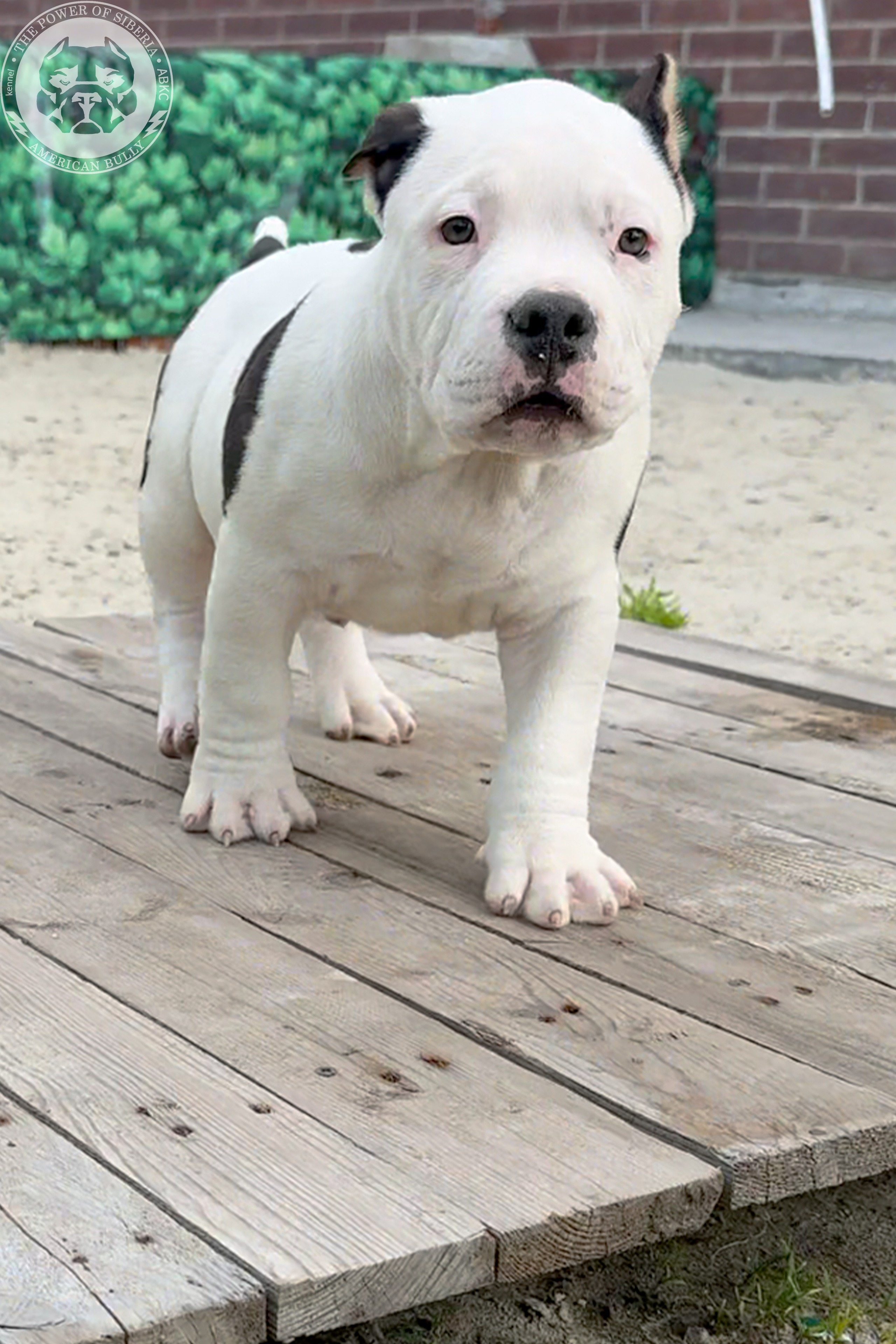 Свободные щенки Американский Булли, в типах покет, классик, стандарт. Американский Булли в г. Ростов-на-Дону. Питомник THE POWER OF SIBERIA