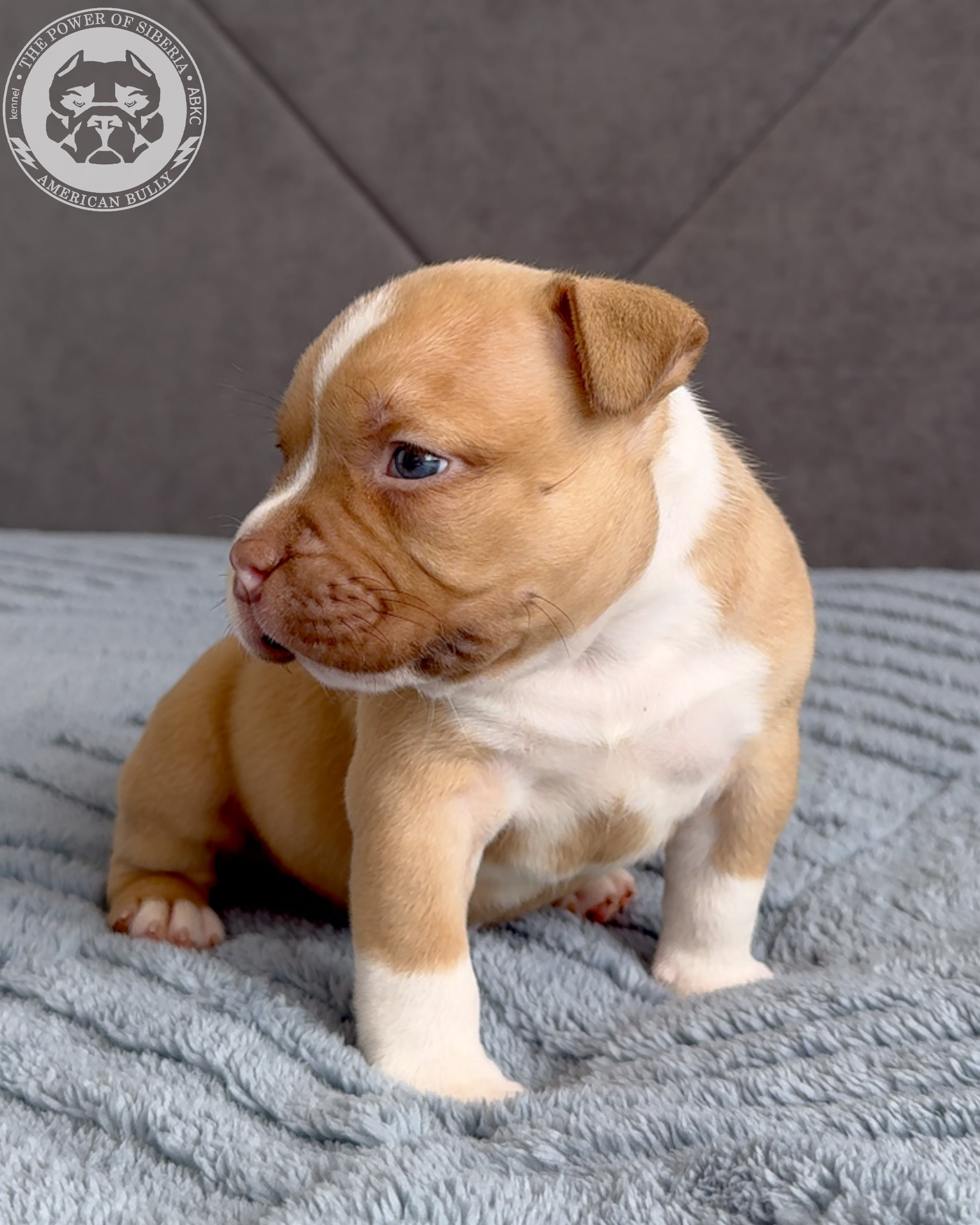 Свободные щенки Американский Булли стандарт и Свободные щенки Американский Булли классик. Американский Булли в г. Ростов-на-Дону. Питомник THE POWER OF SIBERIA