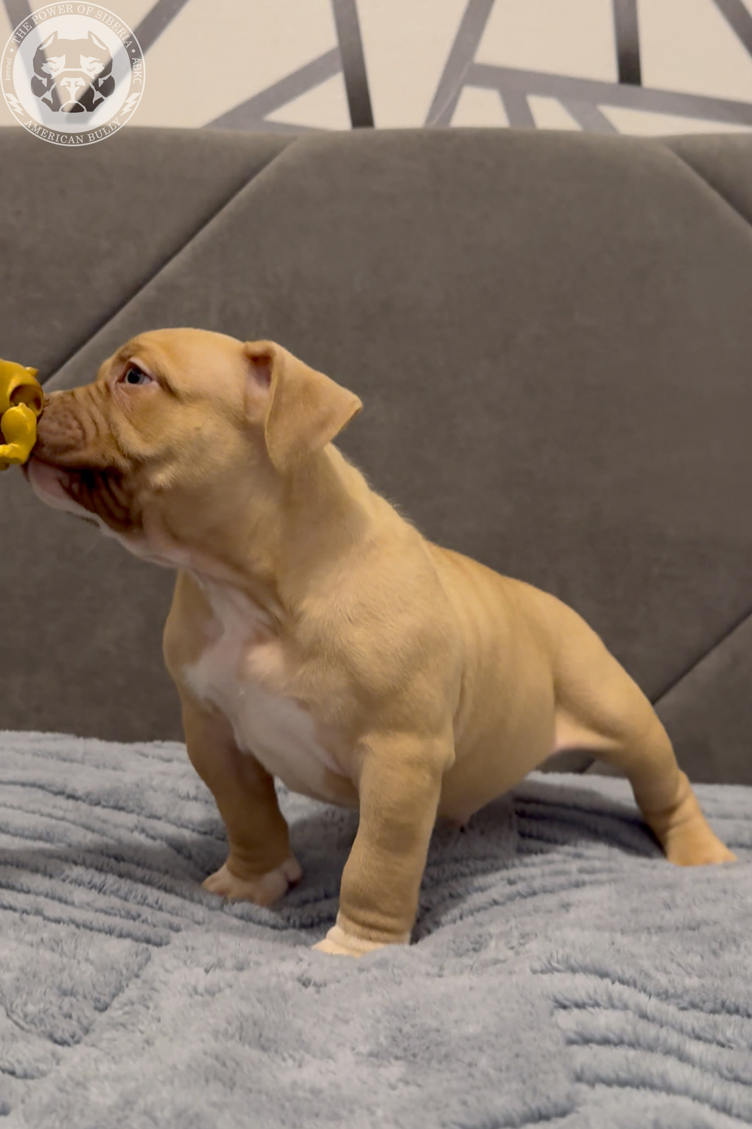 21.02.26-Мила-Турук. Американский Булли в г. Ростов-на-Дону. Питомник THE POWER OF SIBERIA