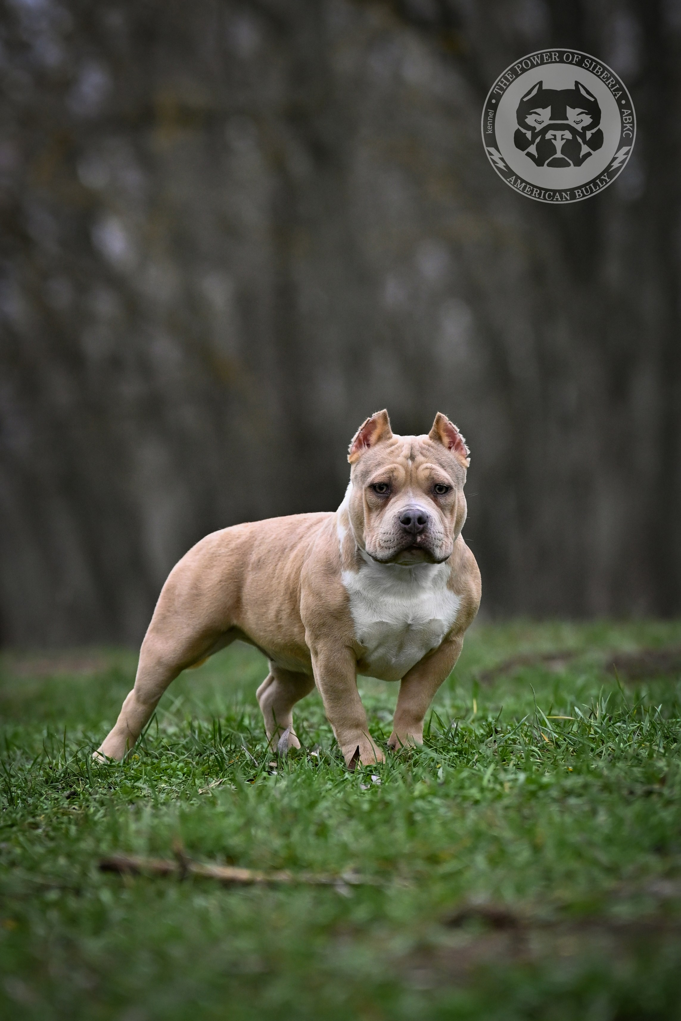Американский булли купить щенка	в МСК, купить щенка Американский булли	в МСК, купить щенка American Bully	в МСК, купить амбулли	в МСК, купить щенка американский булли из питомника	в МСК, продажа щенков American Bully	в МСК, продажа щенков Американского булли	в МСК, официальный питомник American Bully	в МСК, 