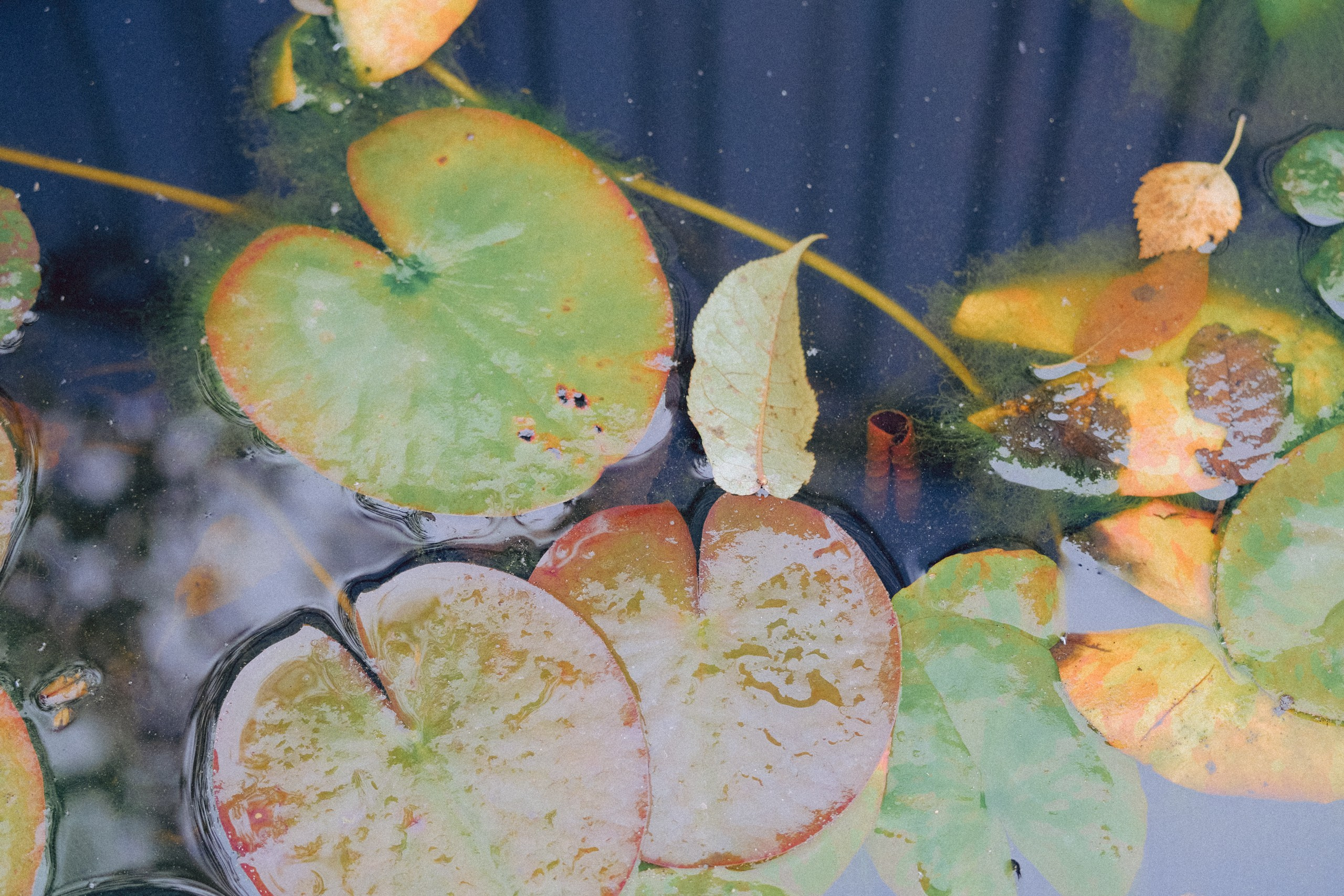 Осеняя прогулка. Профессиональный фотограф, Санкт-Петербург — Виктория Богомолова