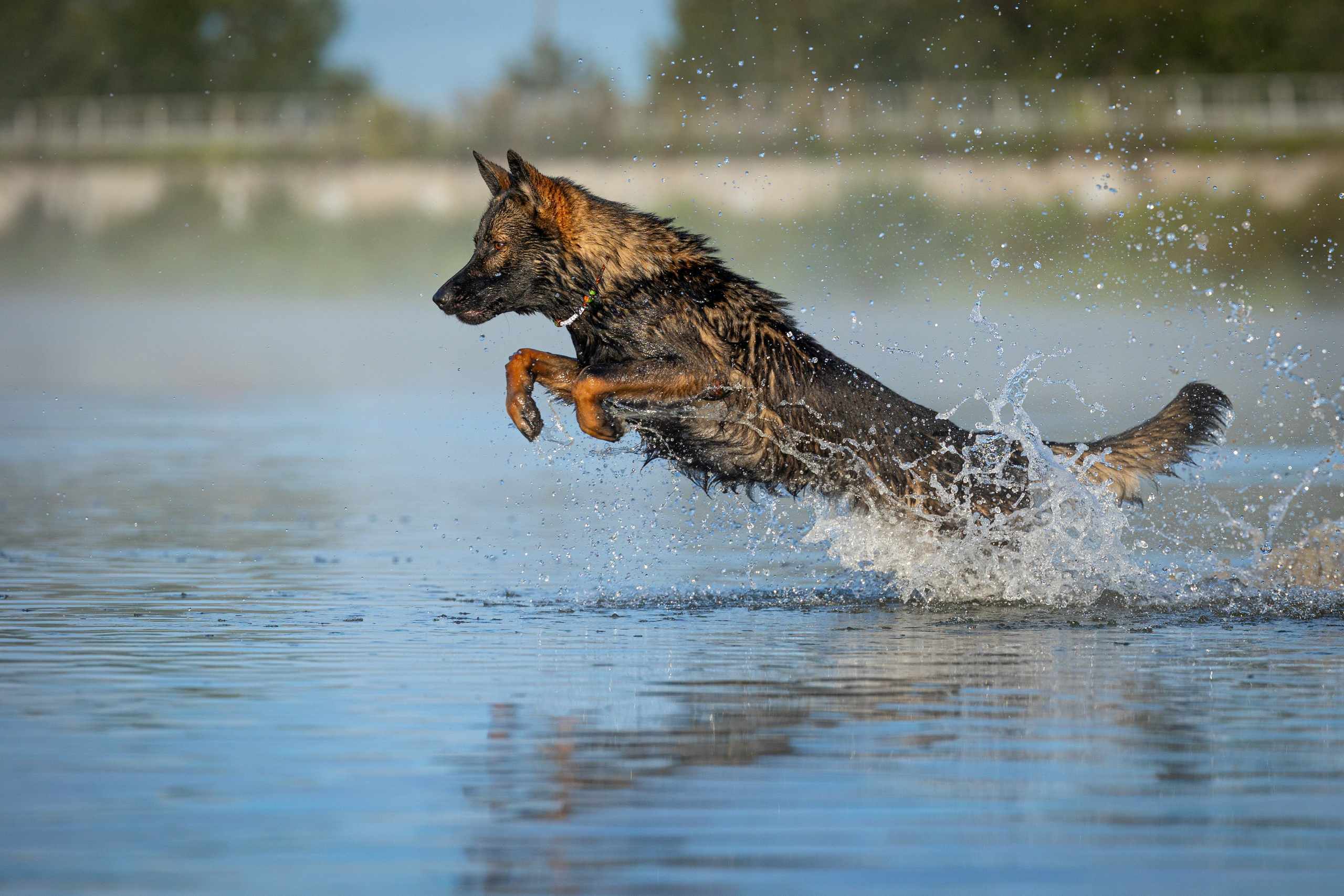 Немецкие овчарки Кетчер и Роскошь. Фотограф-анималист Natalia Deingel | Фотосъемка собак в Москве