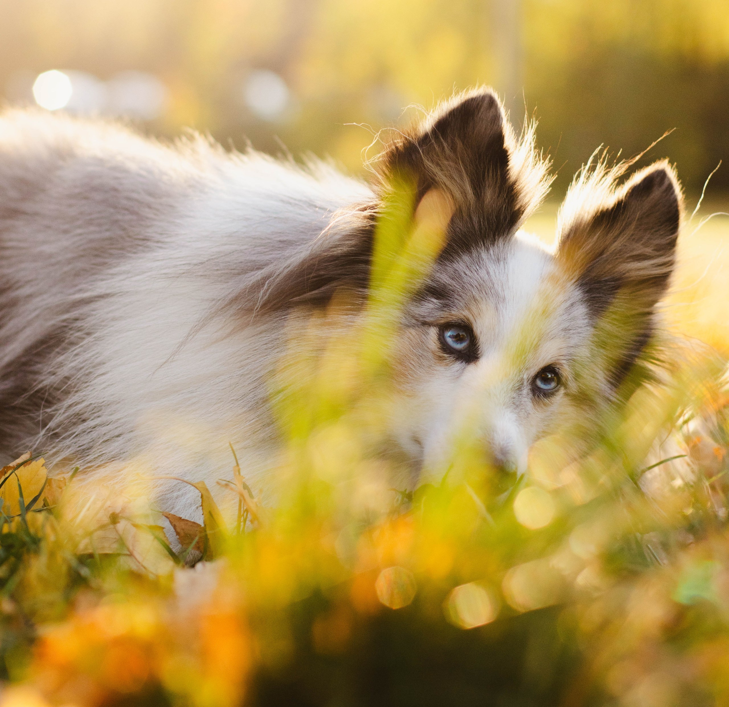 Маша & Аки. Фотограф в Москве Ксюшенька