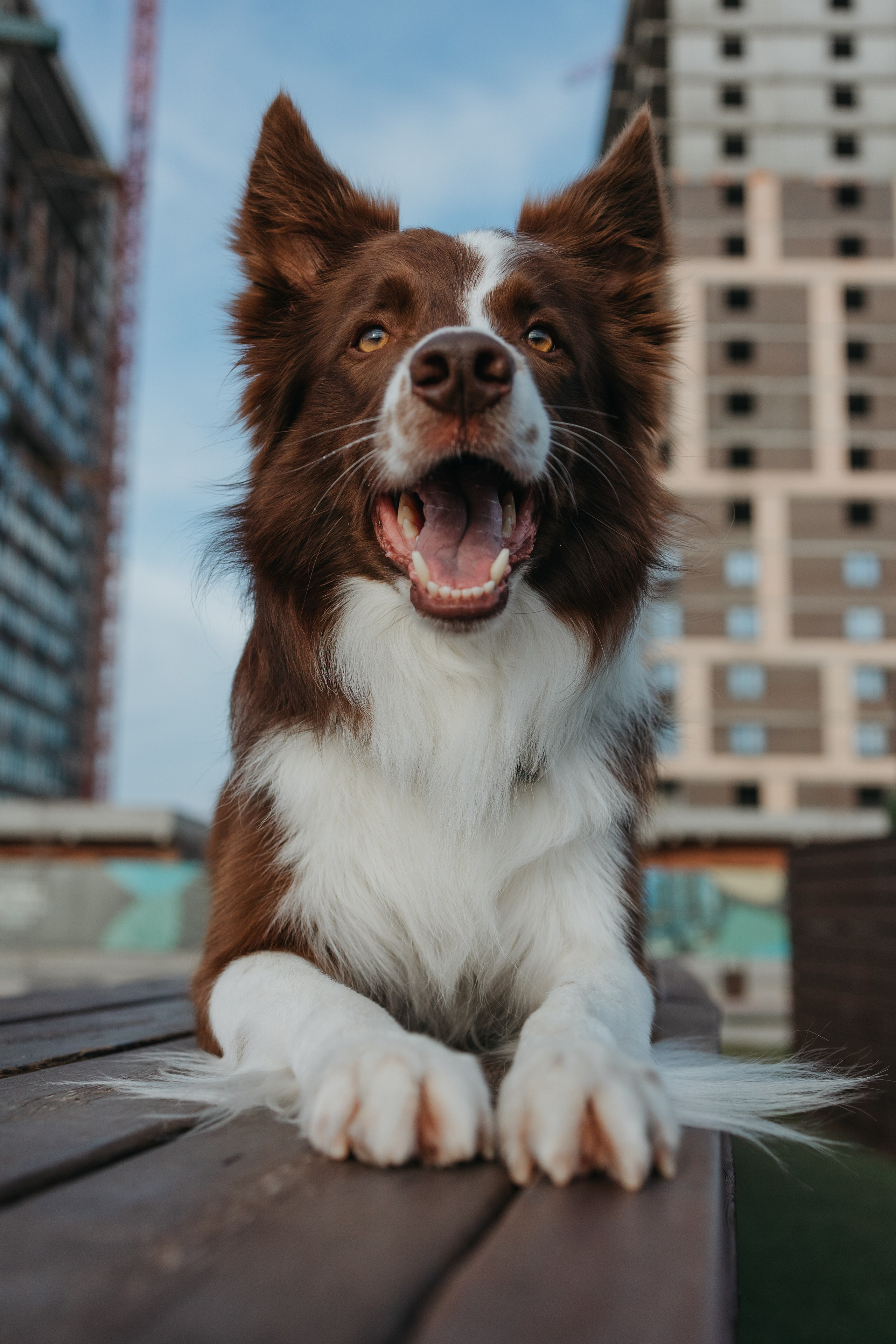 Маша и Тори. Фотограф — анималист Светлана Кысса|фотограф собак в Краснодаре и Нижнем Новгороде