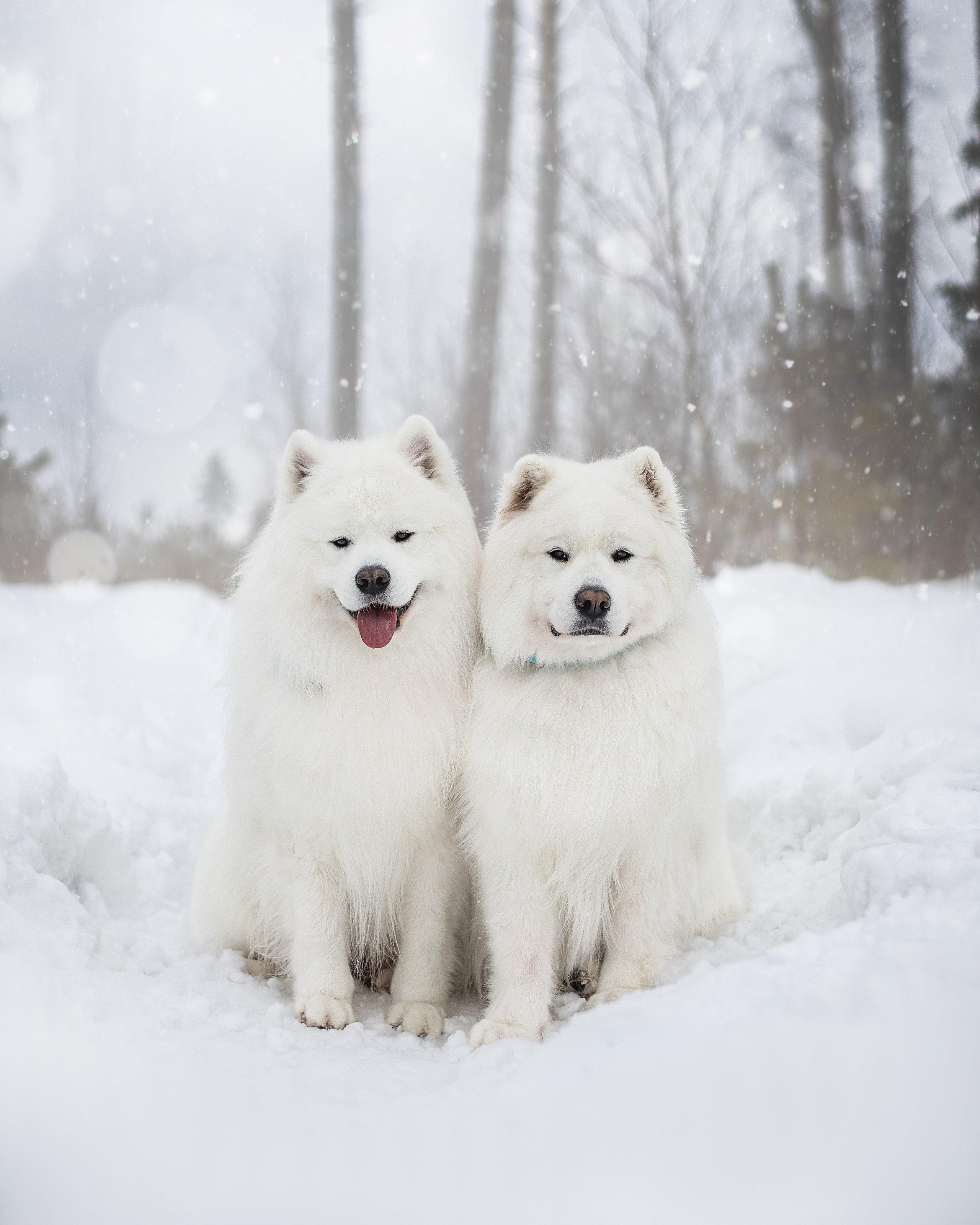 Фото собак, животных зимой. Фотограф анималист в Москве Майорова Евгения