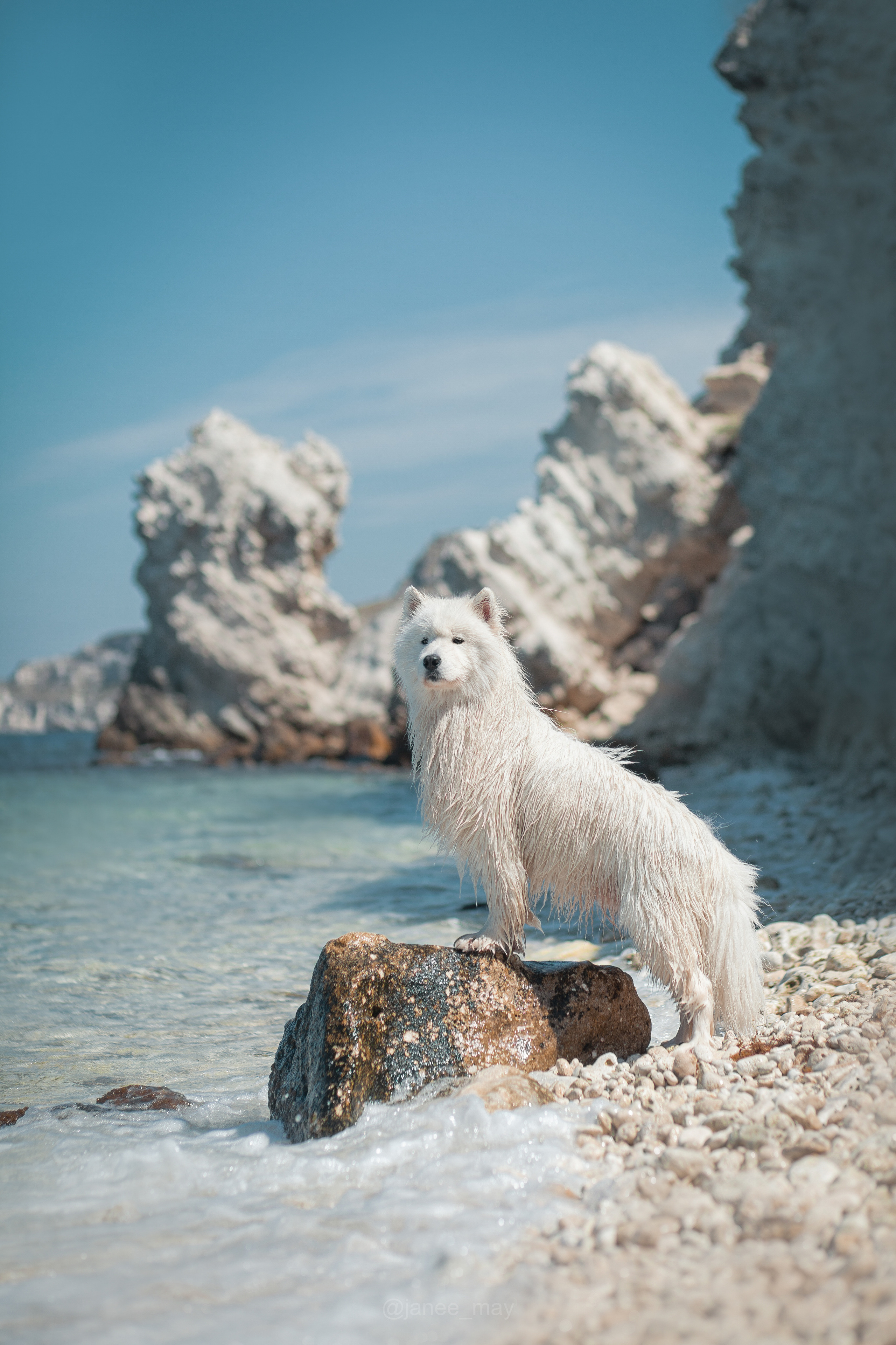 Фото собак, животных летом. Фотограф анималист в Москве Майорова Евгения